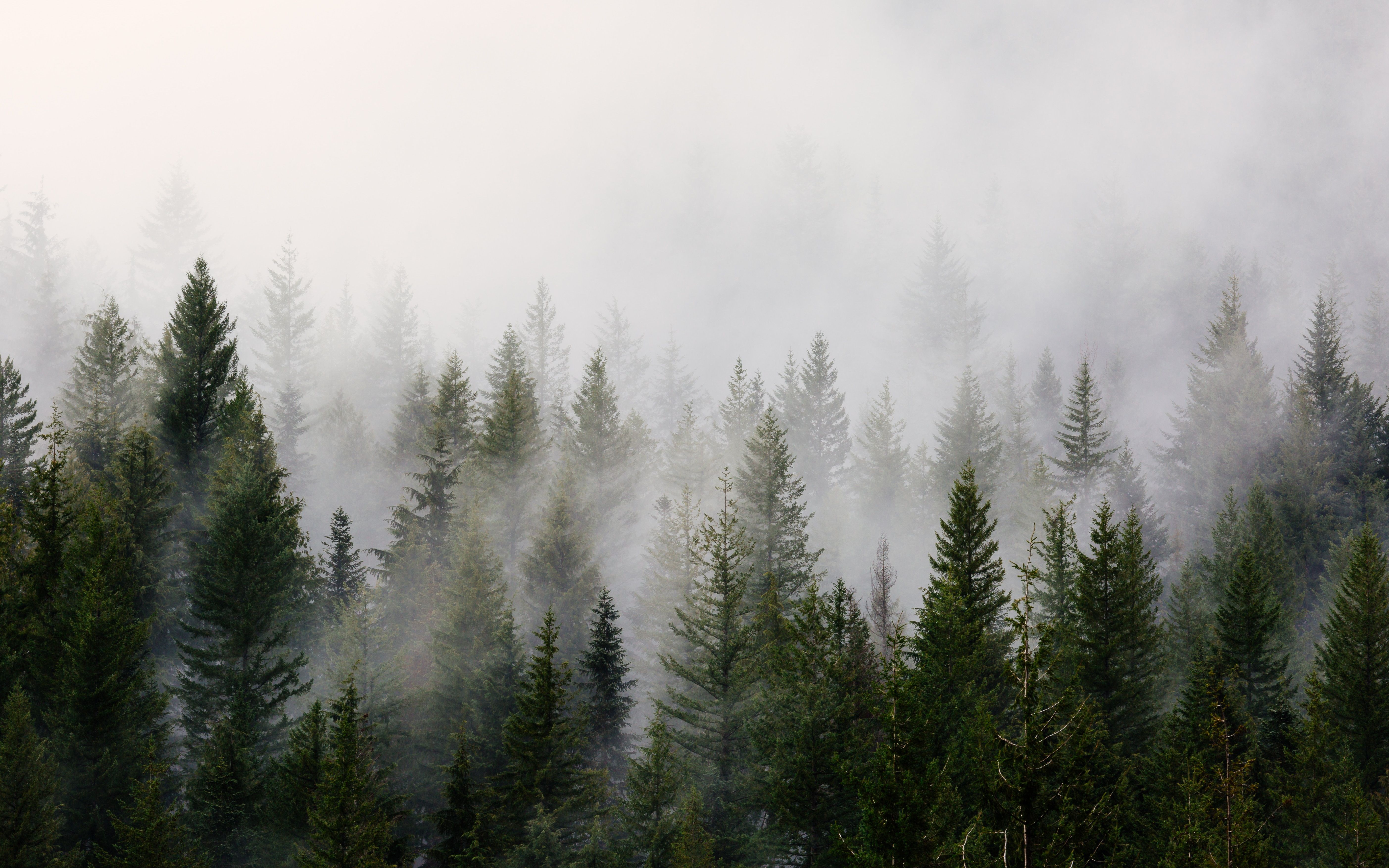 Hd Cloudy Forest Wallpapers