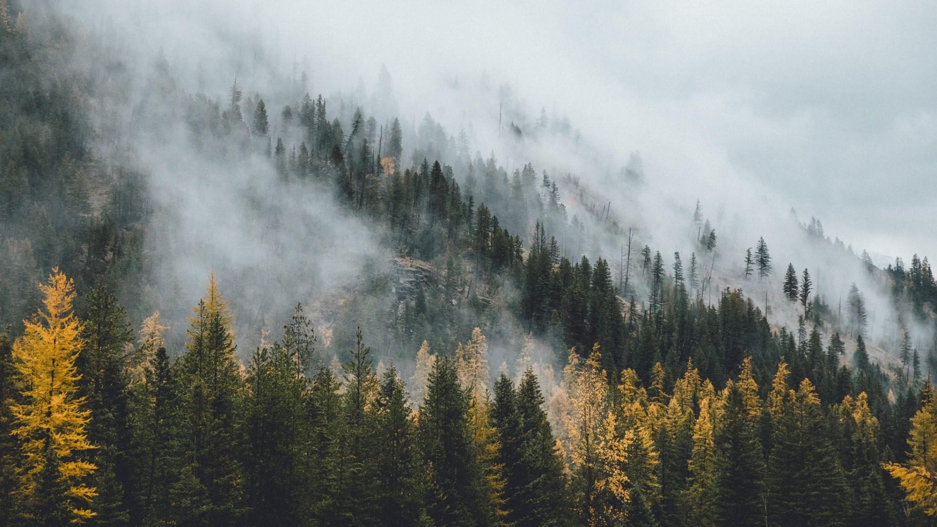 Hd Cloudy Forest Wallpapers