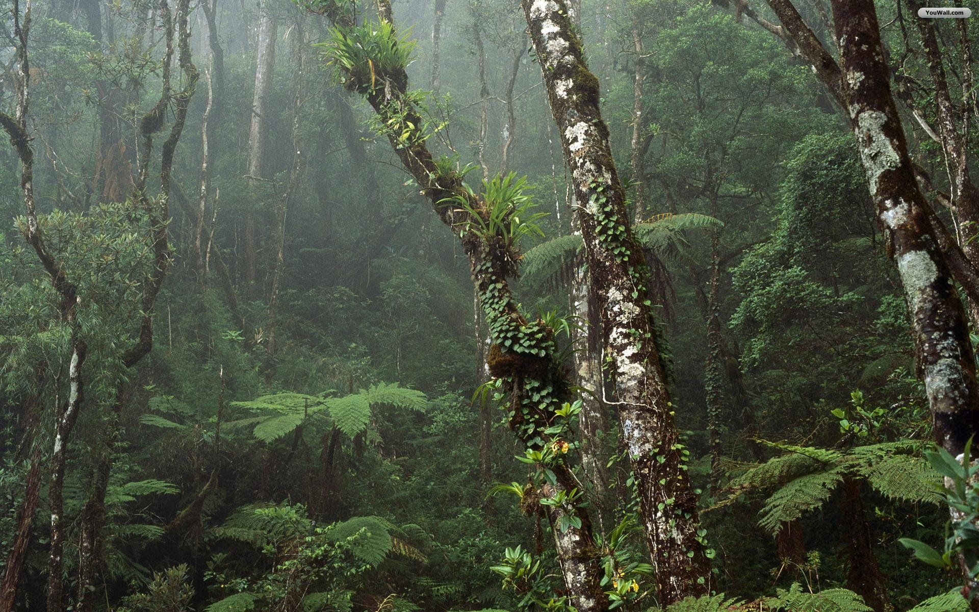 Hd Cloudy Forest Wallpapers