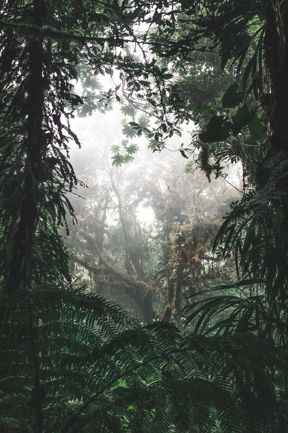 Hd Cloudy Forest Wallpapers