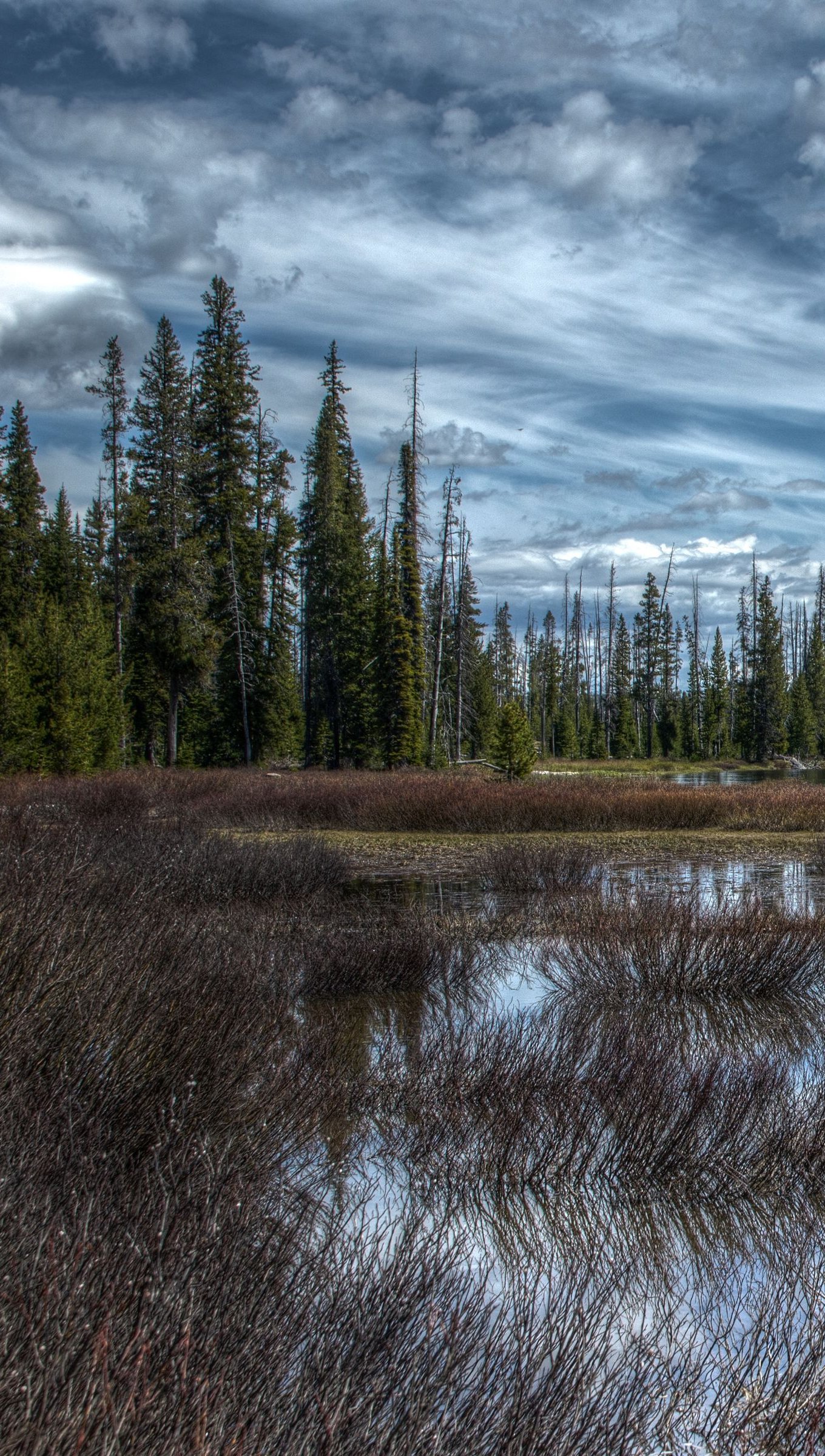 Hd Cloudy Forest Wallpapers