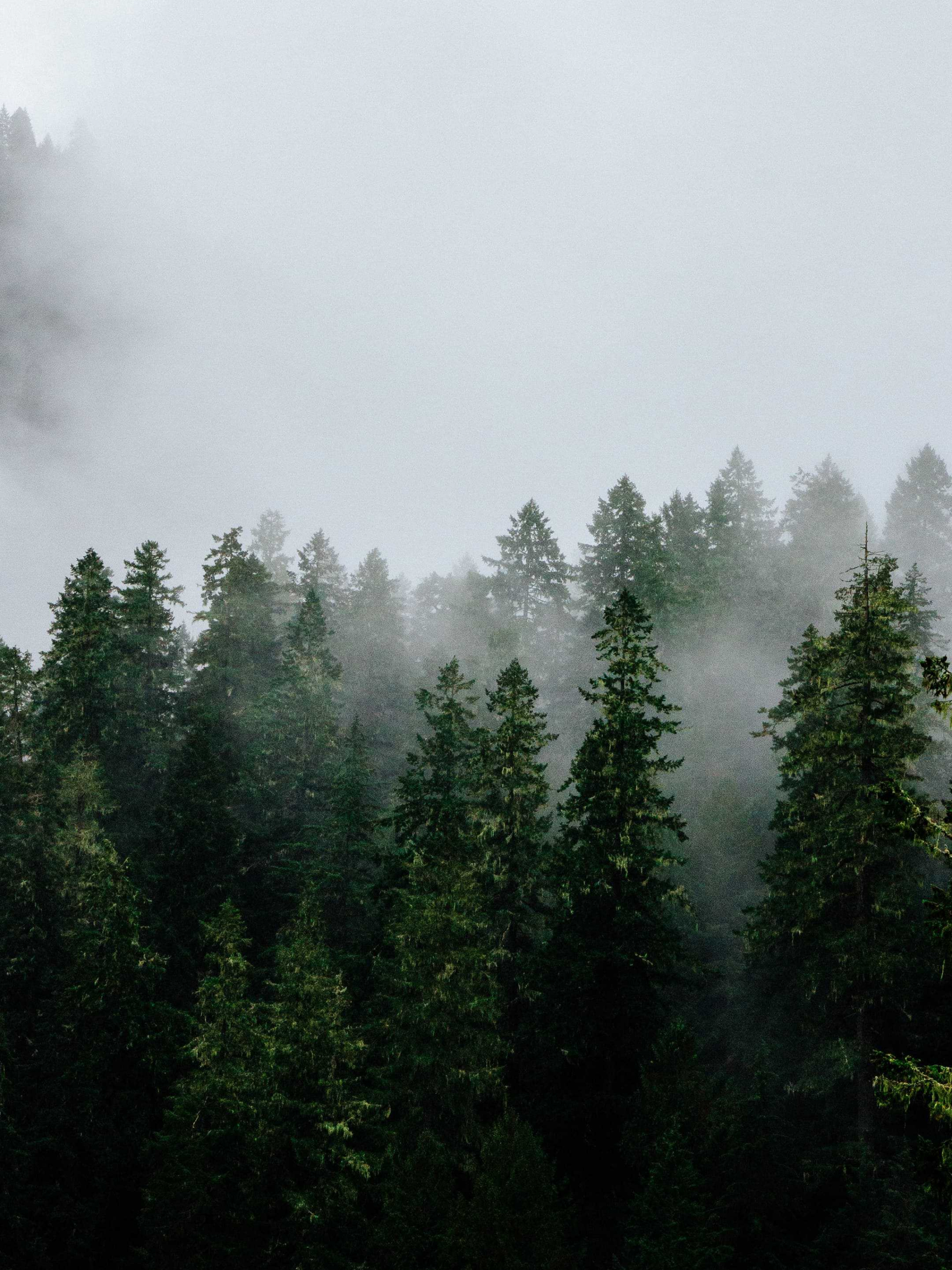 Hd Cloudy Forest Wallpapers