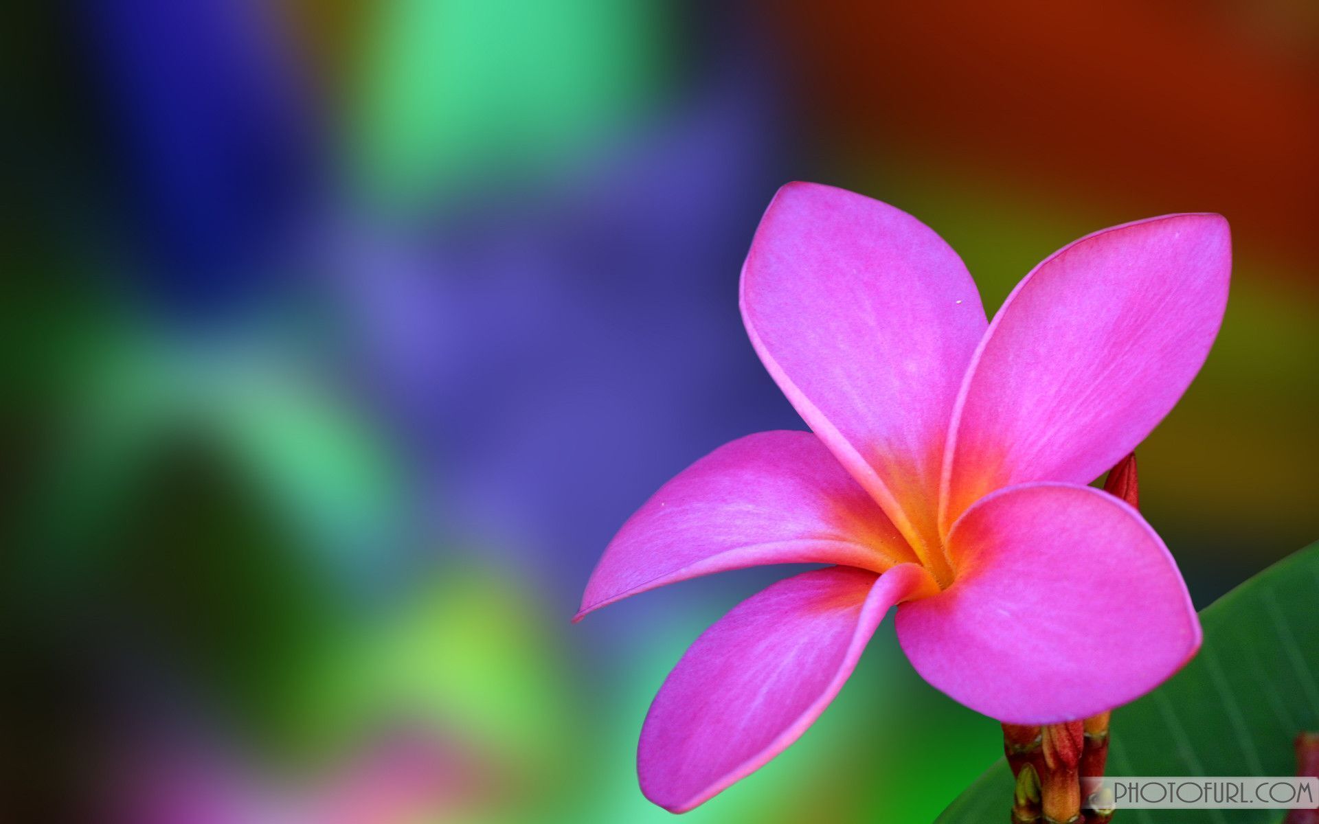 Hd Flowers Wallpapers