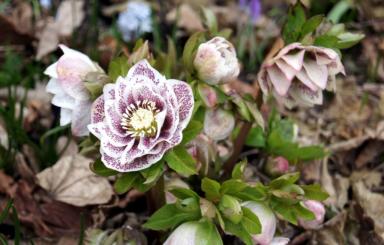 Hellebore Wallpapers