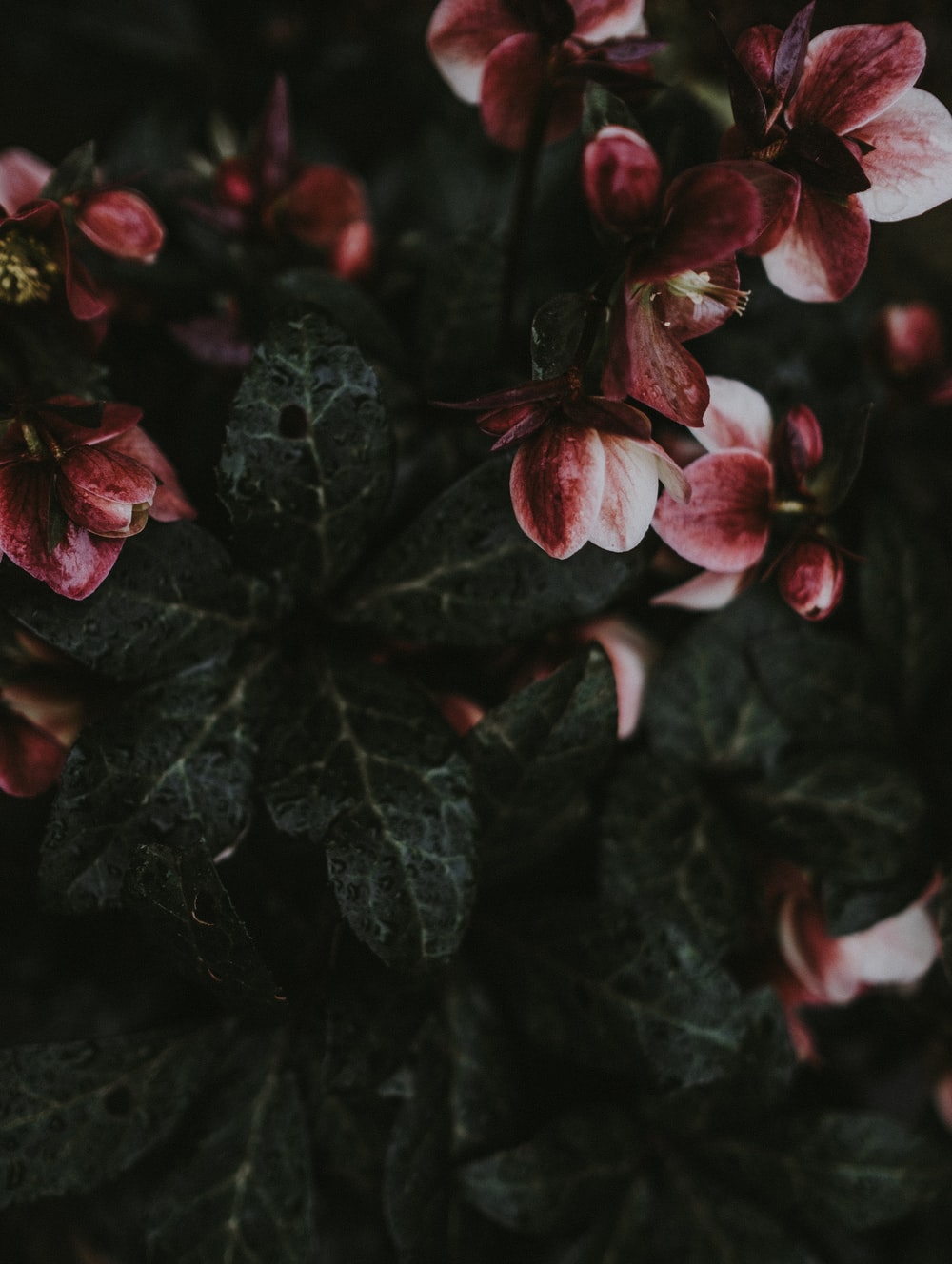 Hellebore Wallpapers