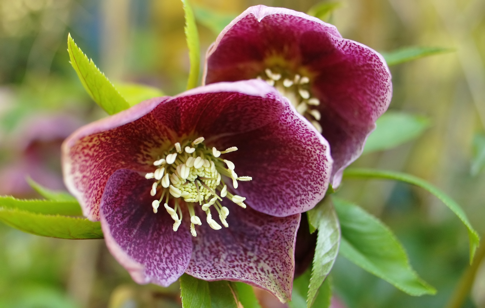 Hellebore Wallpapers - Most Popular Hellebore Wallpapers Backgrounds