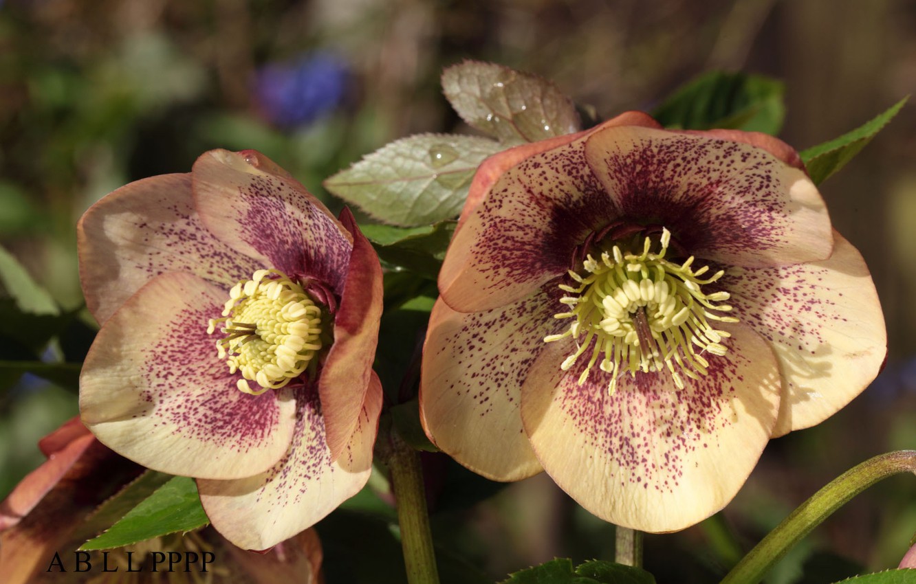 Hellebore Wallpapers