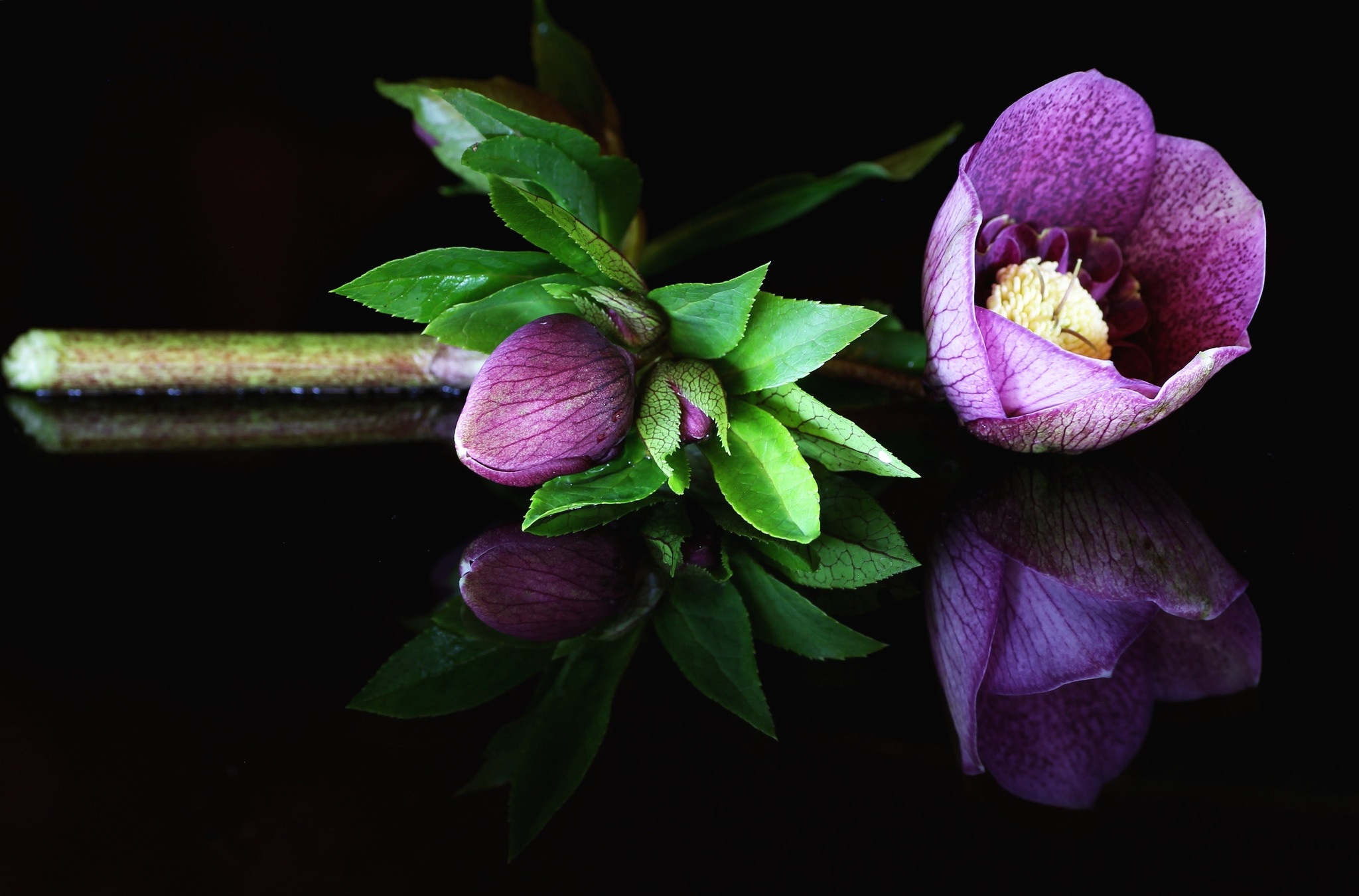 Hellebore Wallpapers