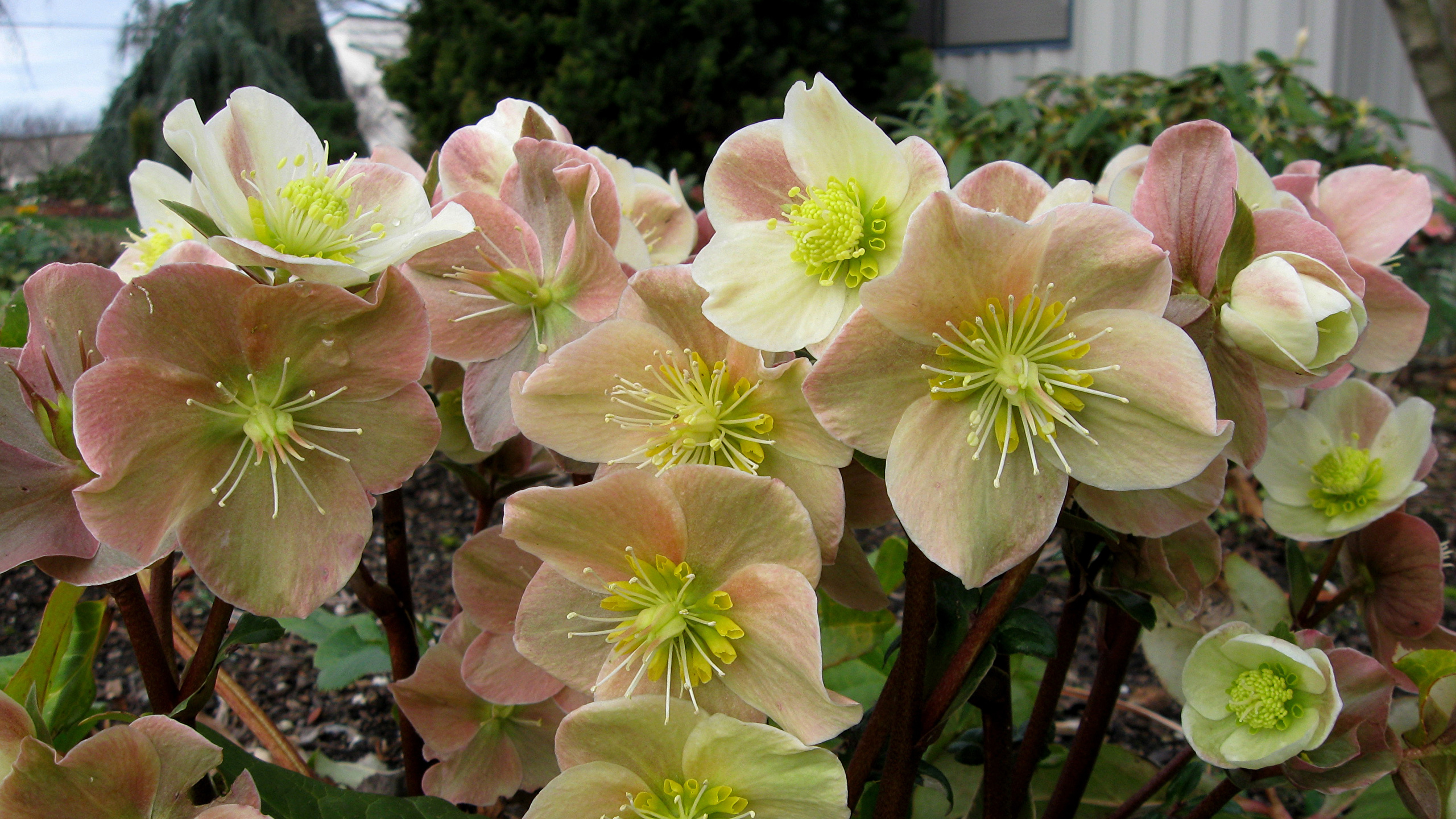 Hellebore Wallpapers - Most Popular Hellebore Wallpapers Backgrounds