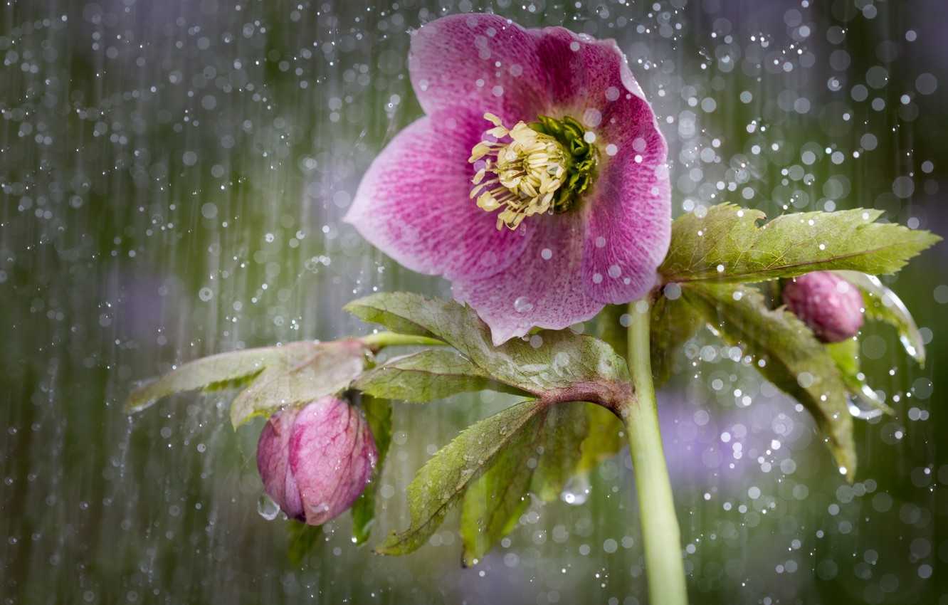 Hellebore Wallpapers