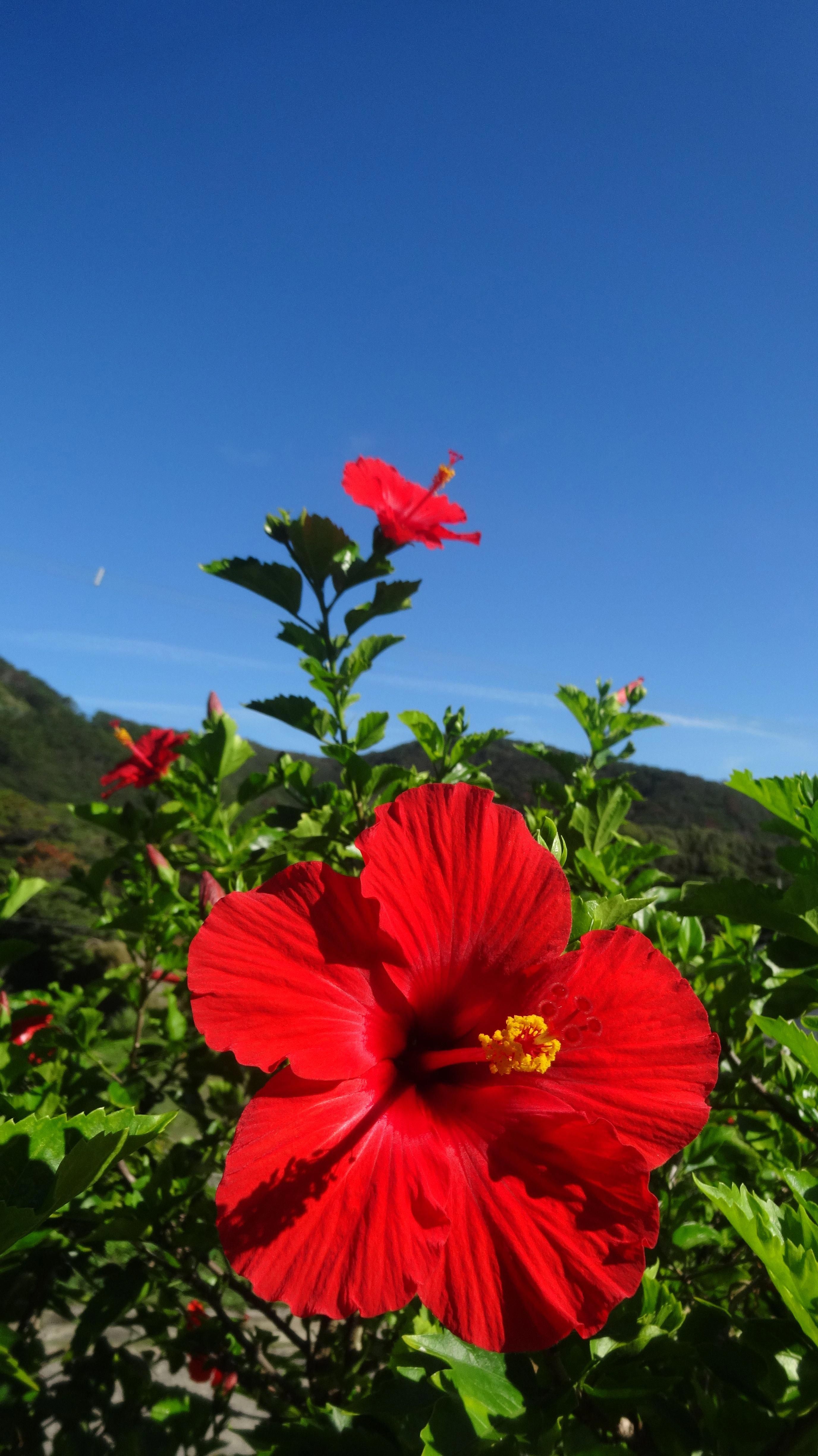 Hibiscus Wallpapers