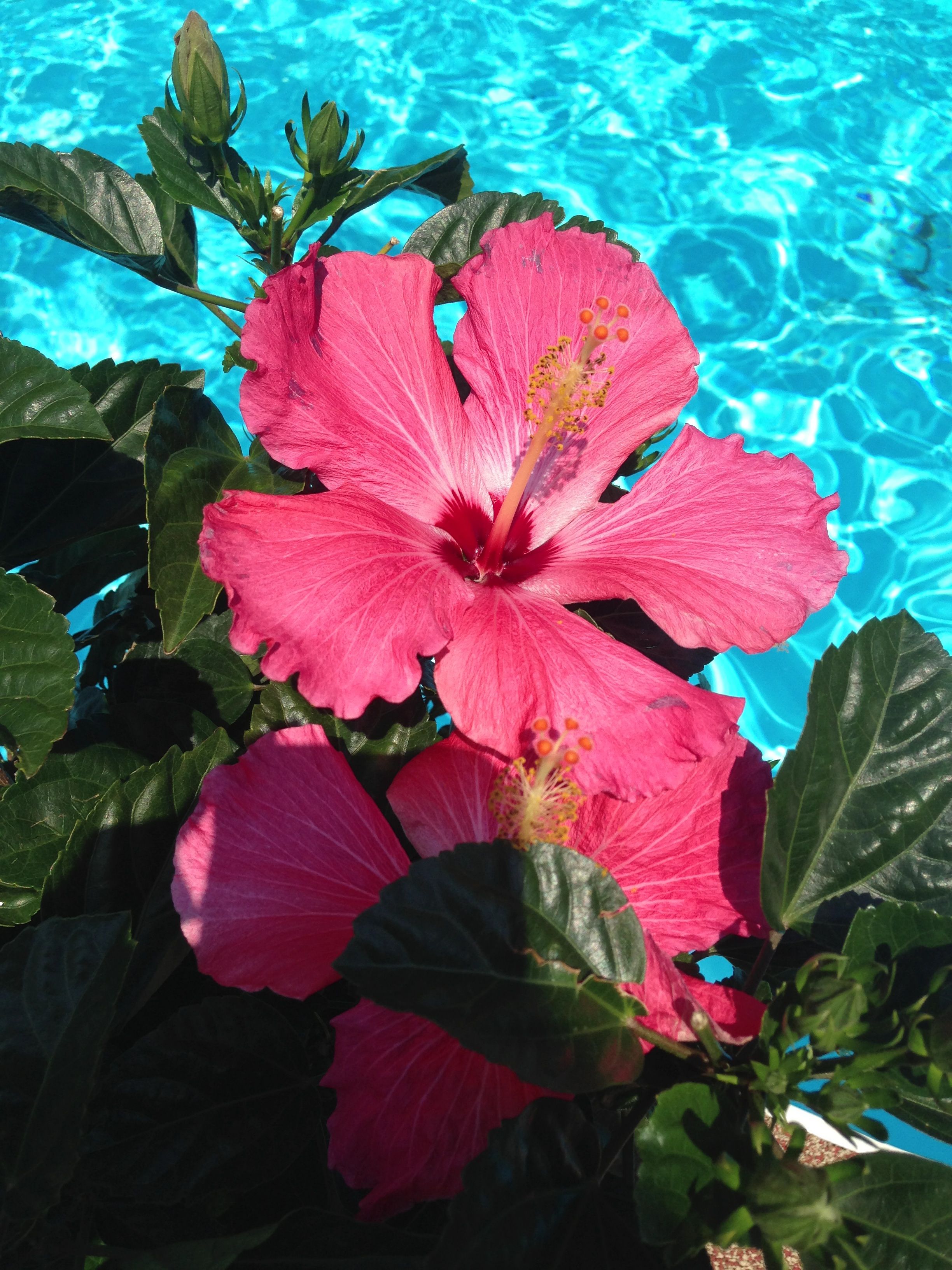 Hibiscus Wallpapers