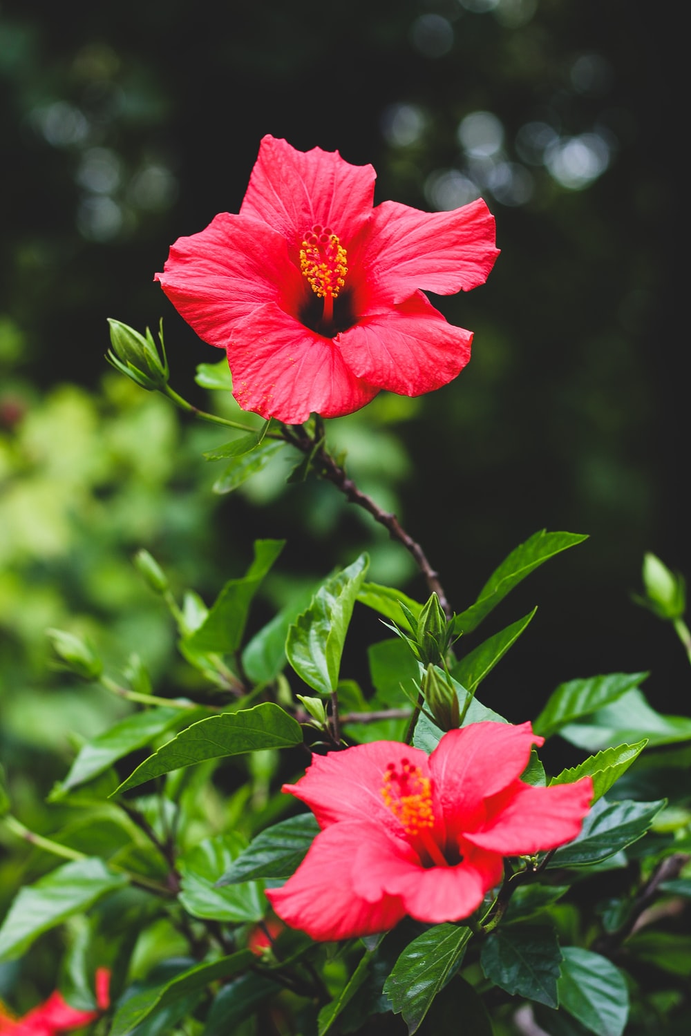 Hibiscus Wallpapers