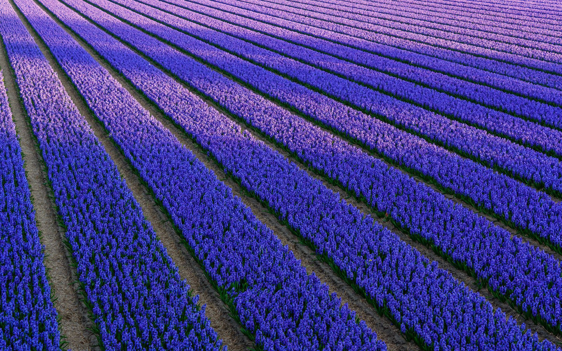 House In Purple Flower Hyacinth Field Wallpapers