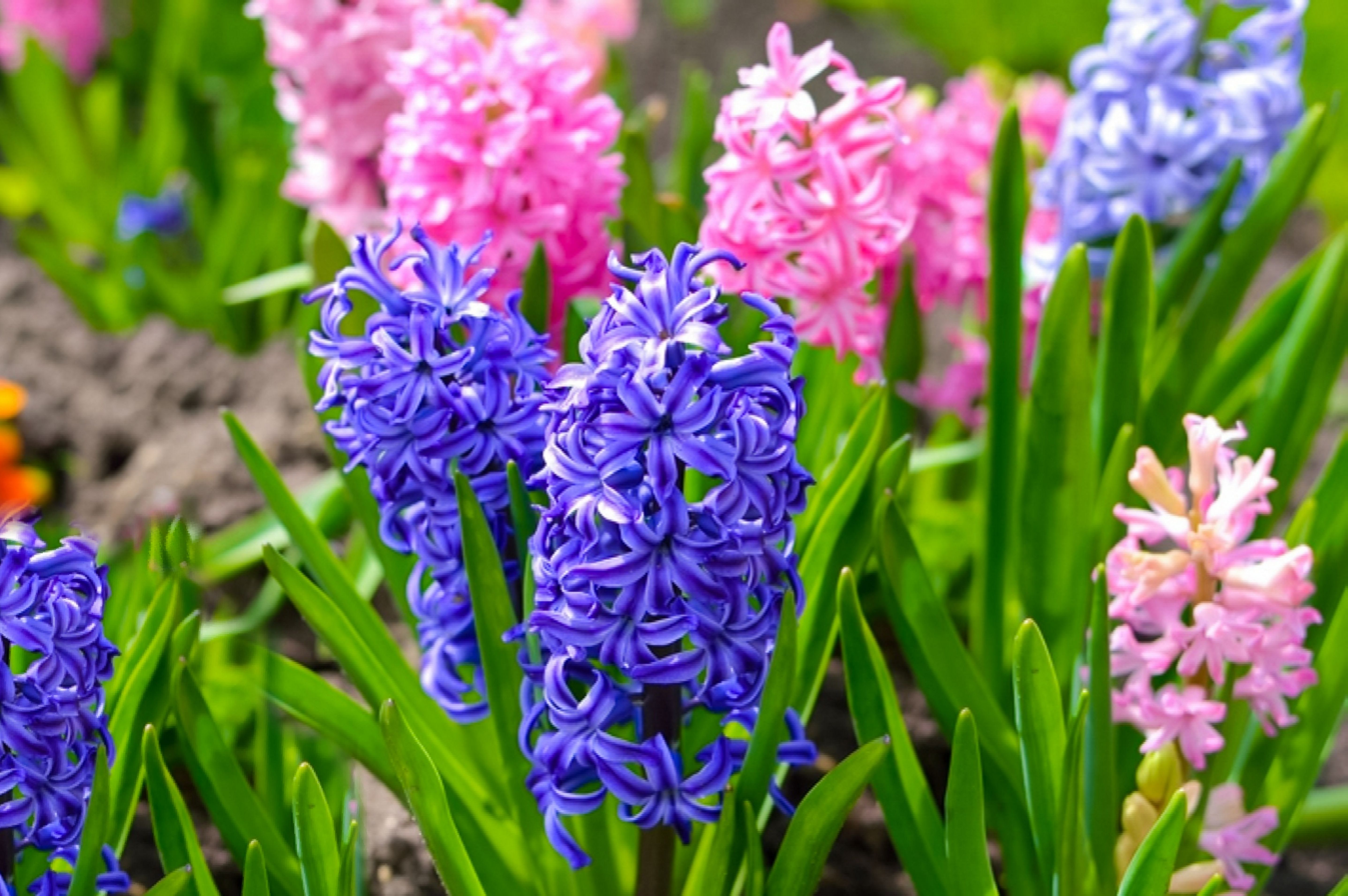 House In Purple Flower Hyacinth Field Wallpapers