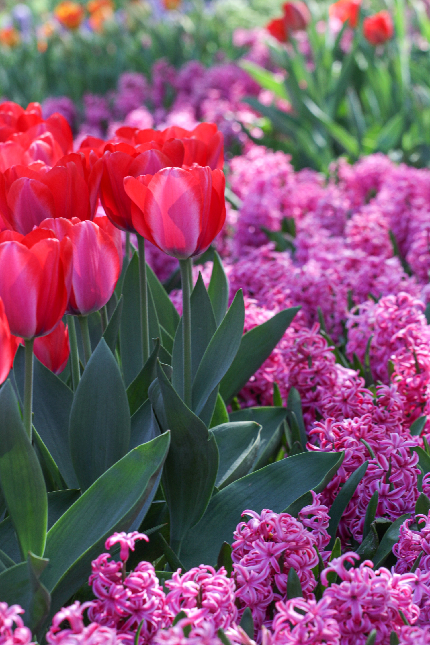 House In Purple Flower Hyacinth Field Wallpapers