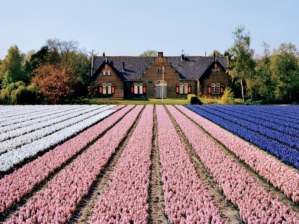 House In Purple Flower Hyacinth Field Wallpapers