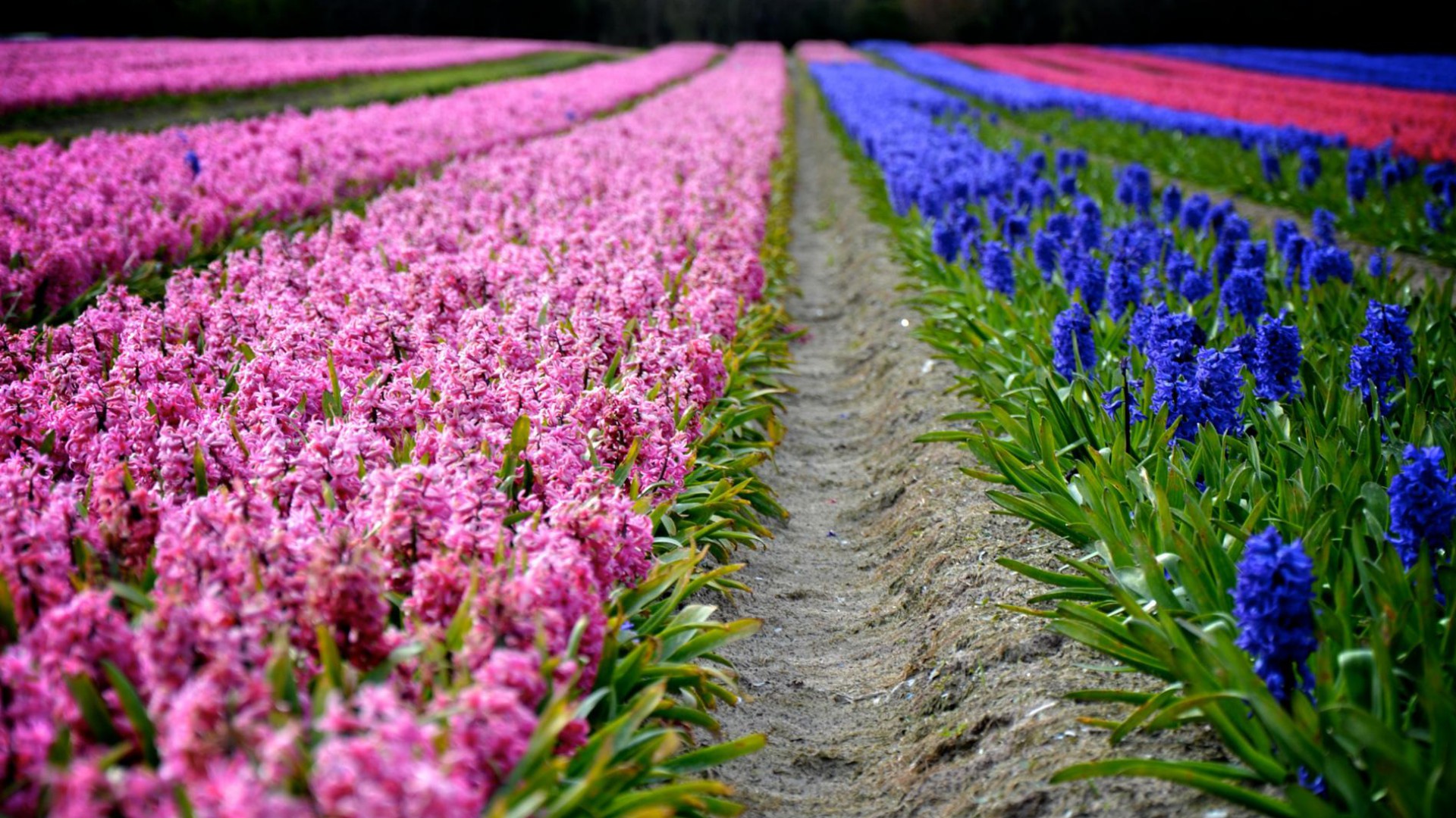 House In Purple Flower Hyacinth Field Wallpapers