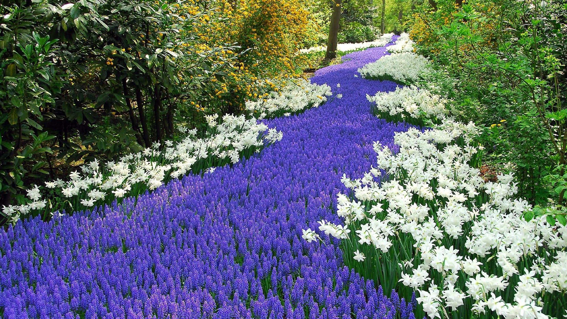 House In Purple Flower Hyacinth Field Wallpapers