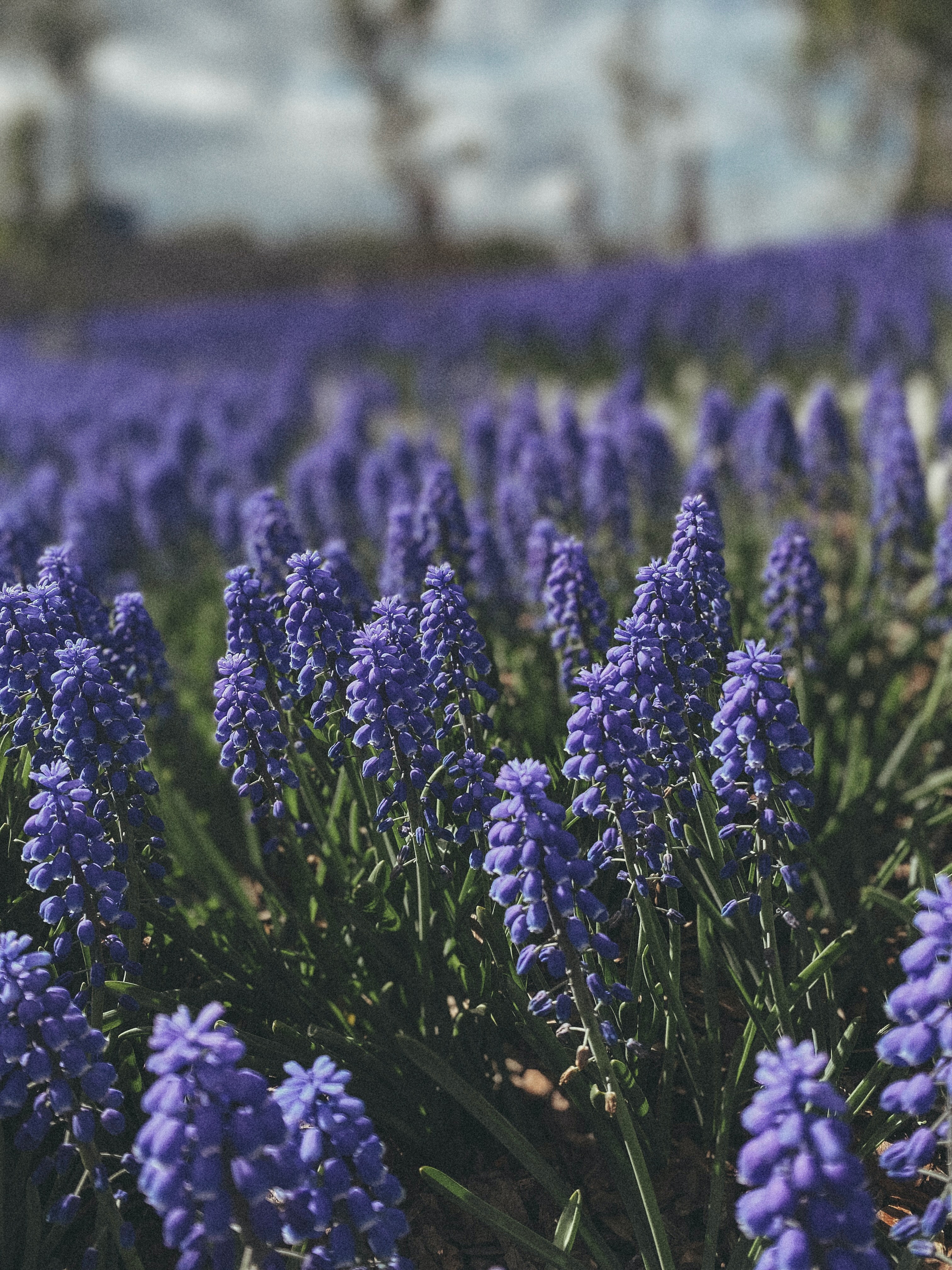 House In Purple Flower Hyacinth Field Wallpapers