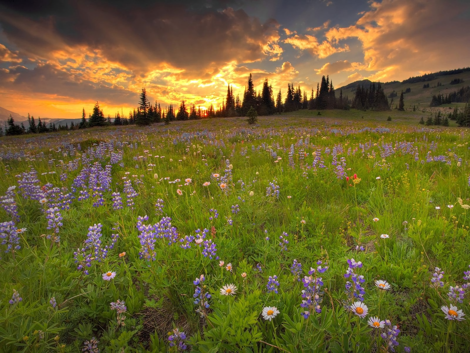 House In Purple Flower Hyacinth Field Wallpapers