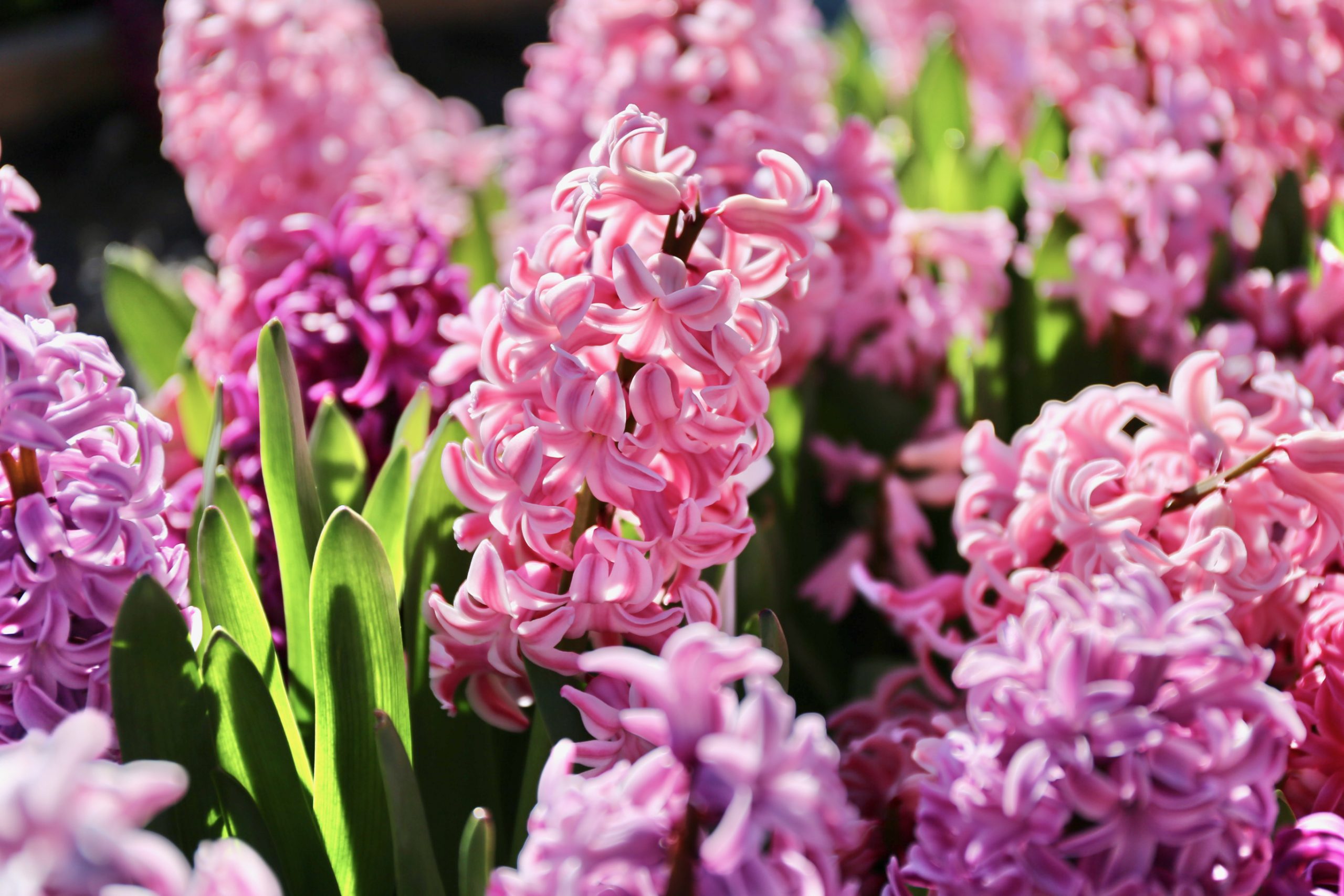 House In Purple Flower Hyacinth Field Wallpapers