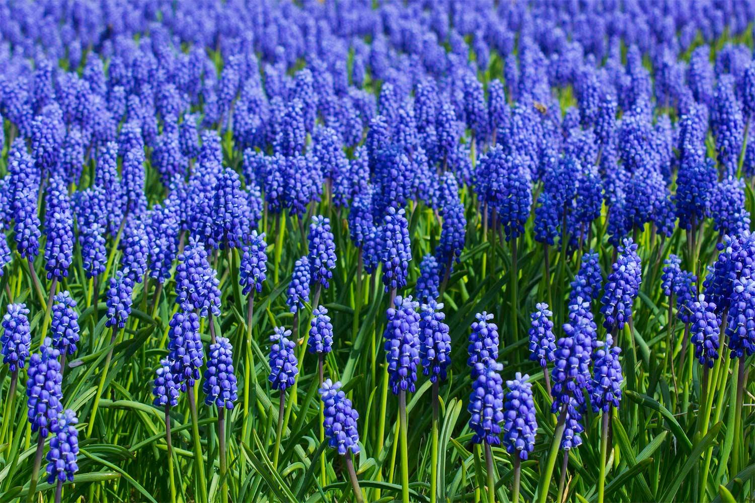 House In Purple Flower Hyacinth Field Wallpapers