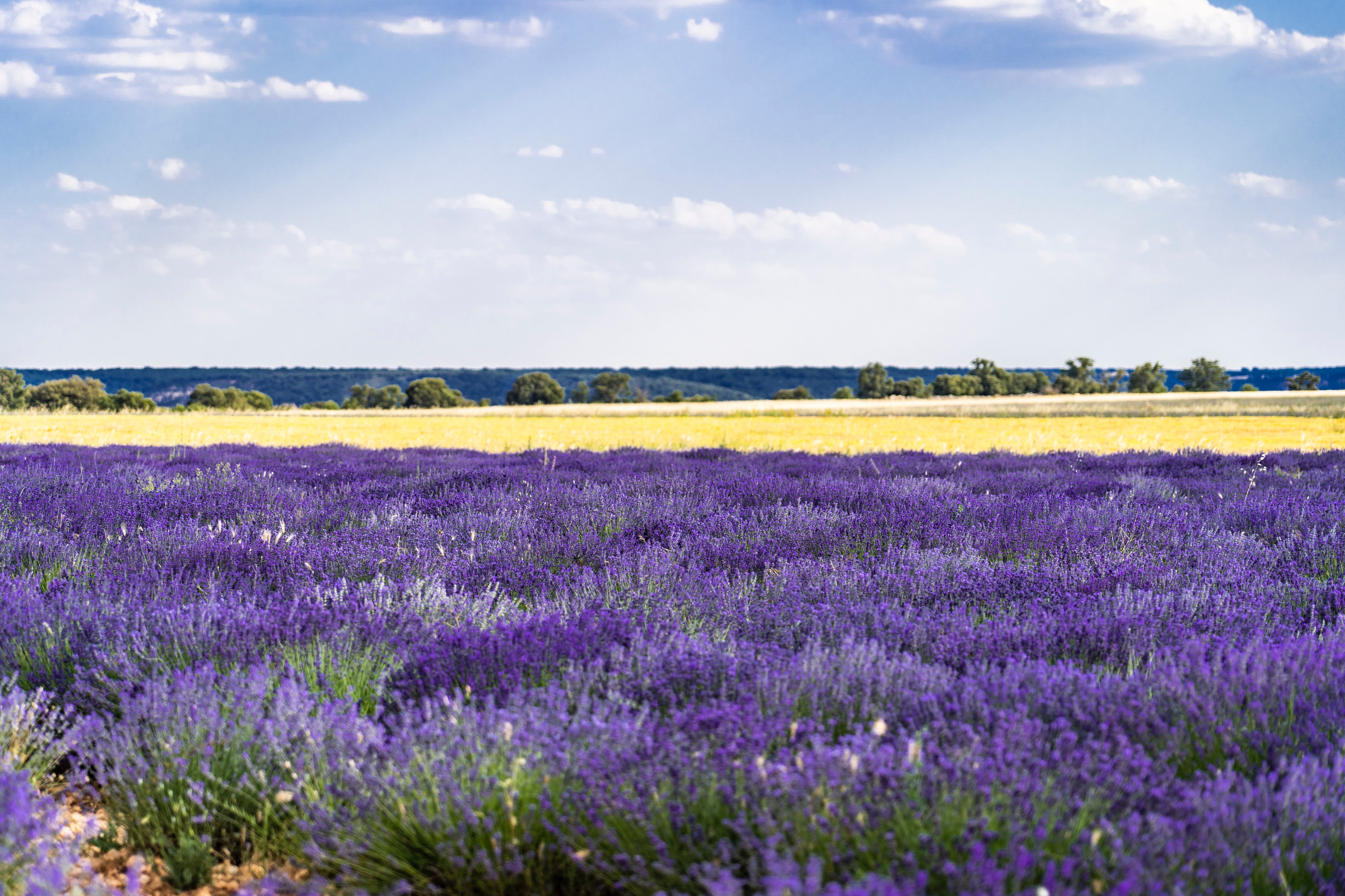 House In Purple Flower Hyacinth Field Wallpapers