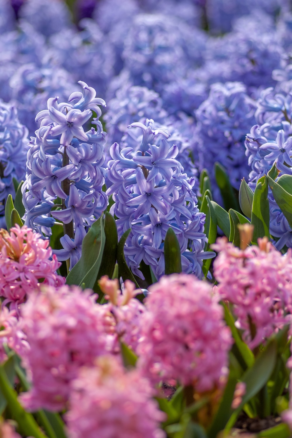 Hyacinth Wallpapers