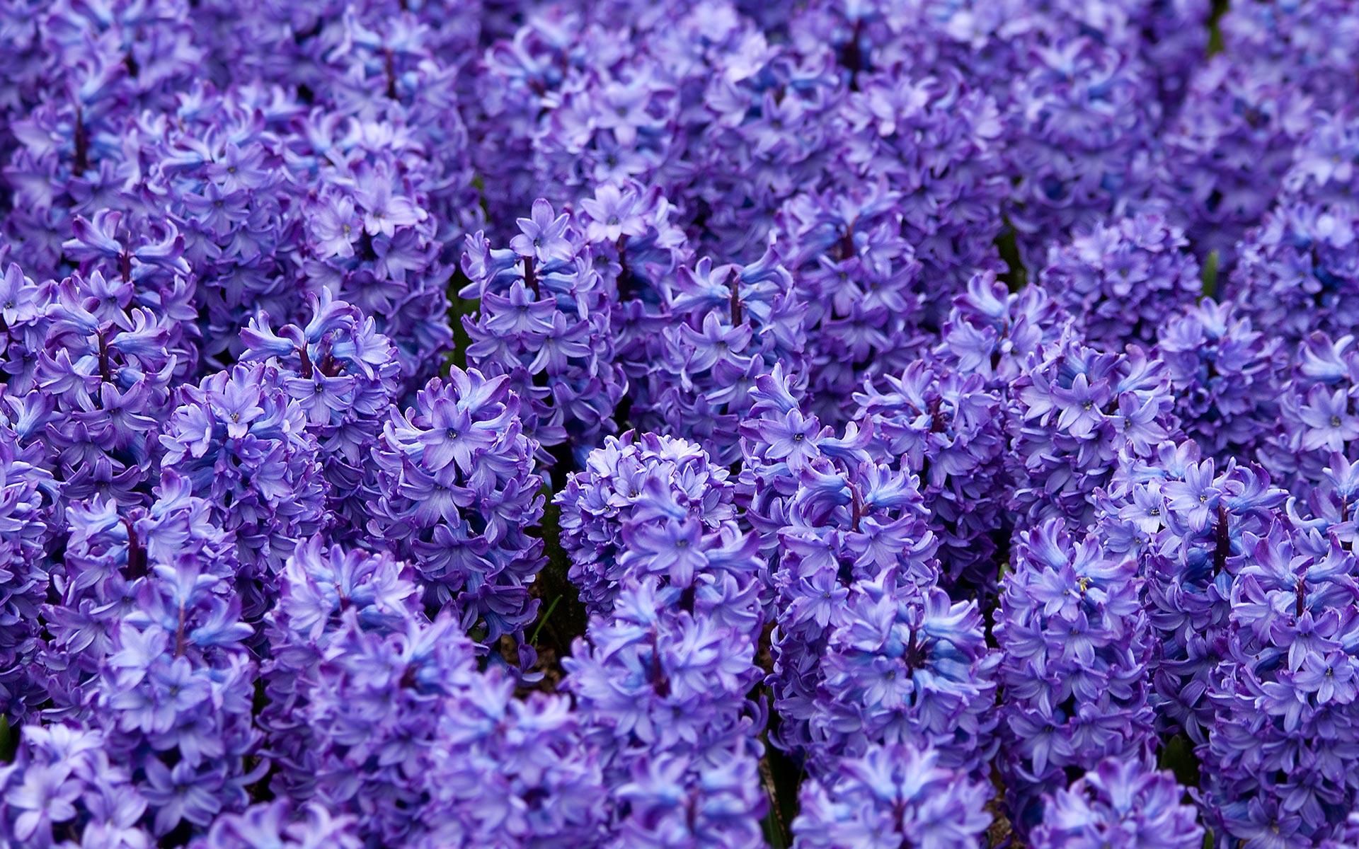 Hyacinth Wallpapers