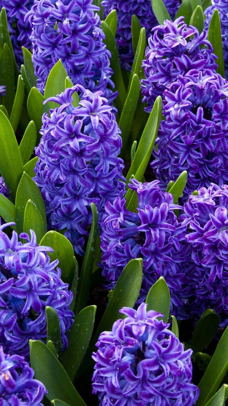 Hyacinth Wallpapers