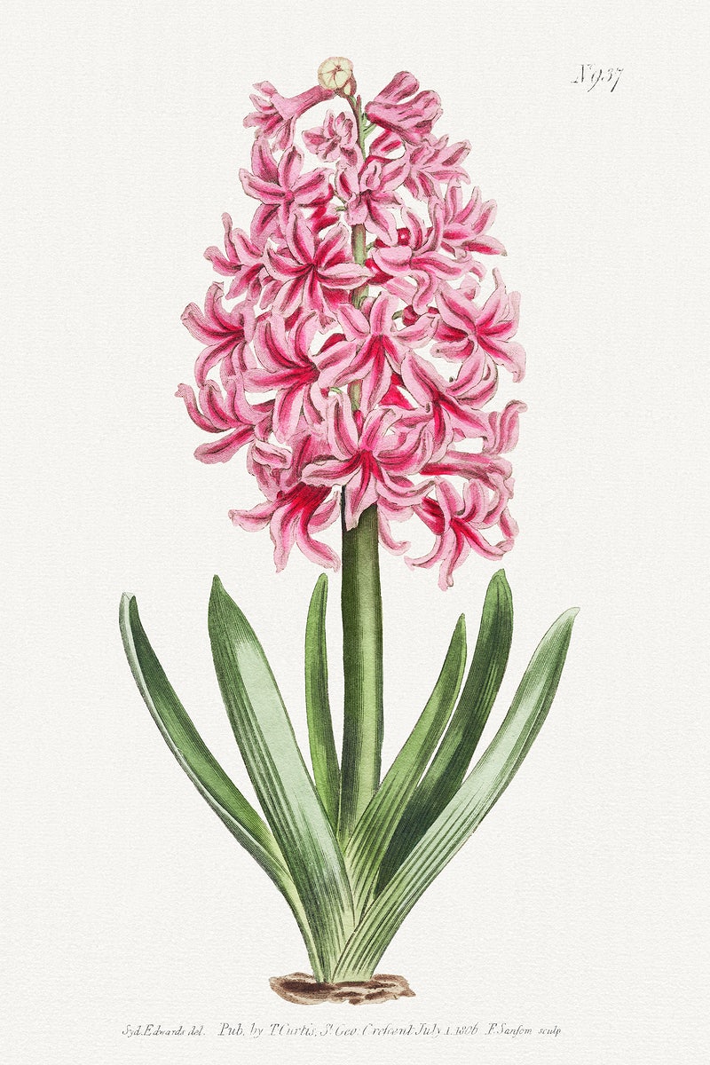 Hyacinth Wallpapers