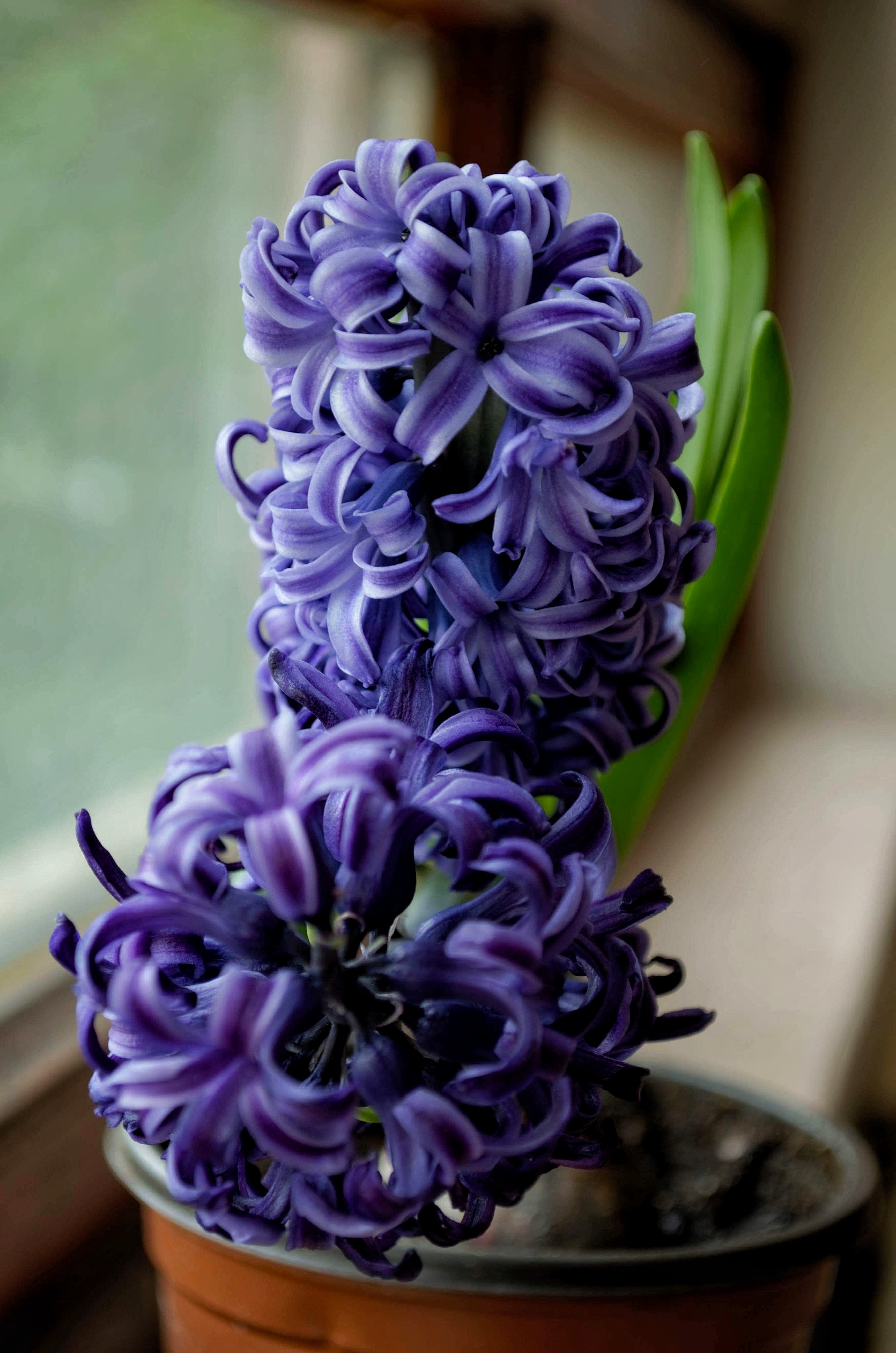 Hyacinth Wallpapers
