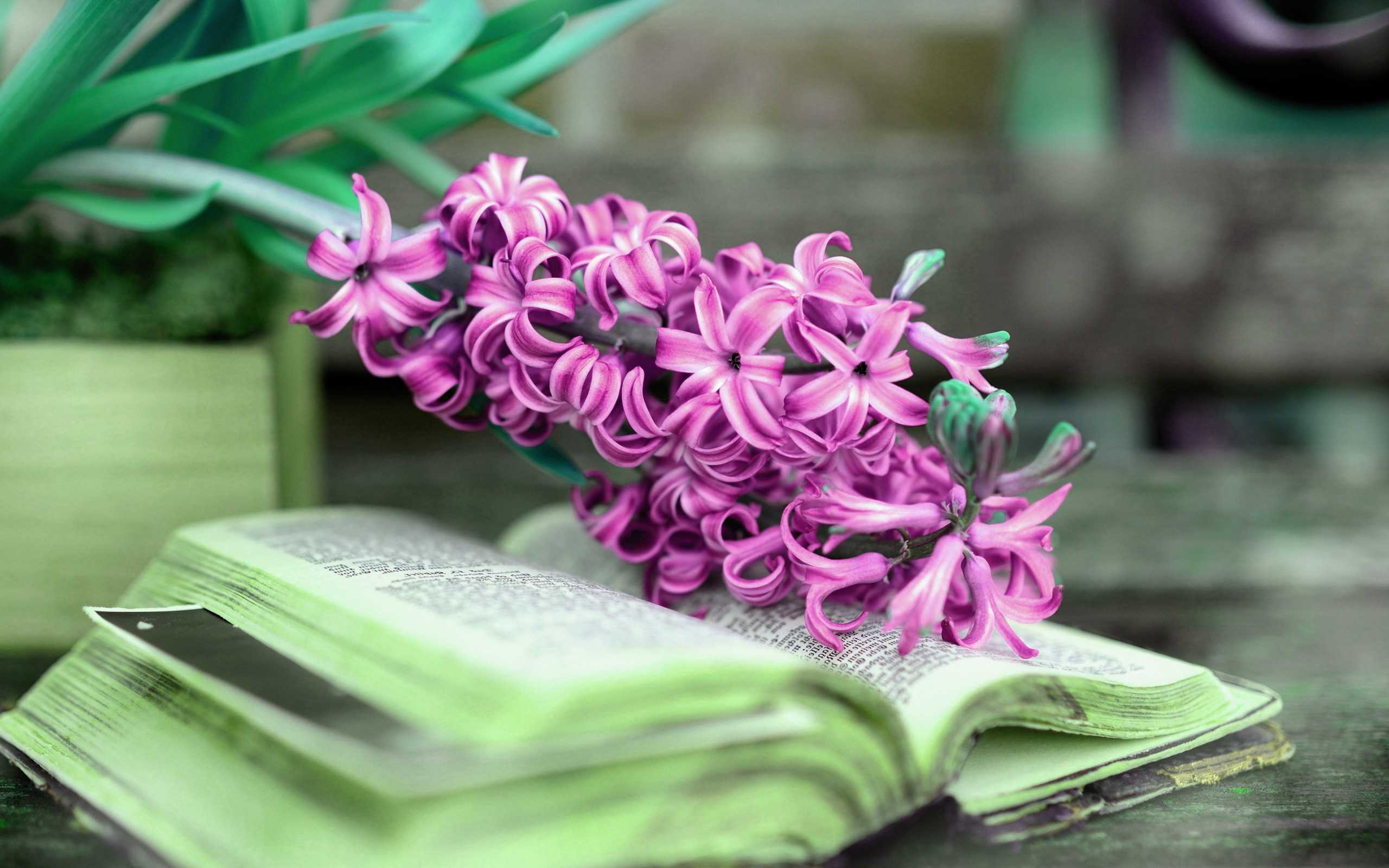 Hyacinth Wallpapers