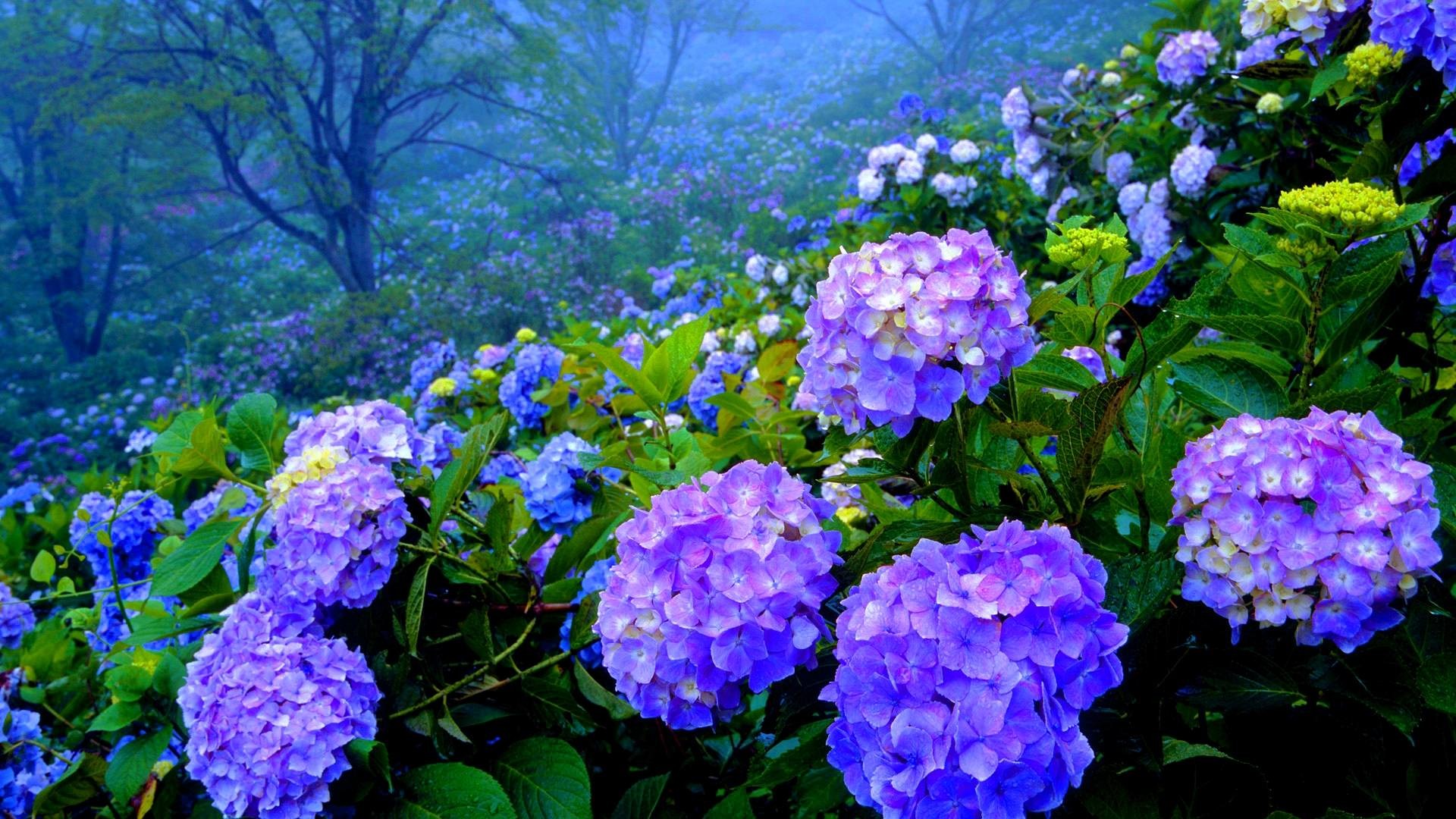 Hydrangea Wallpapers