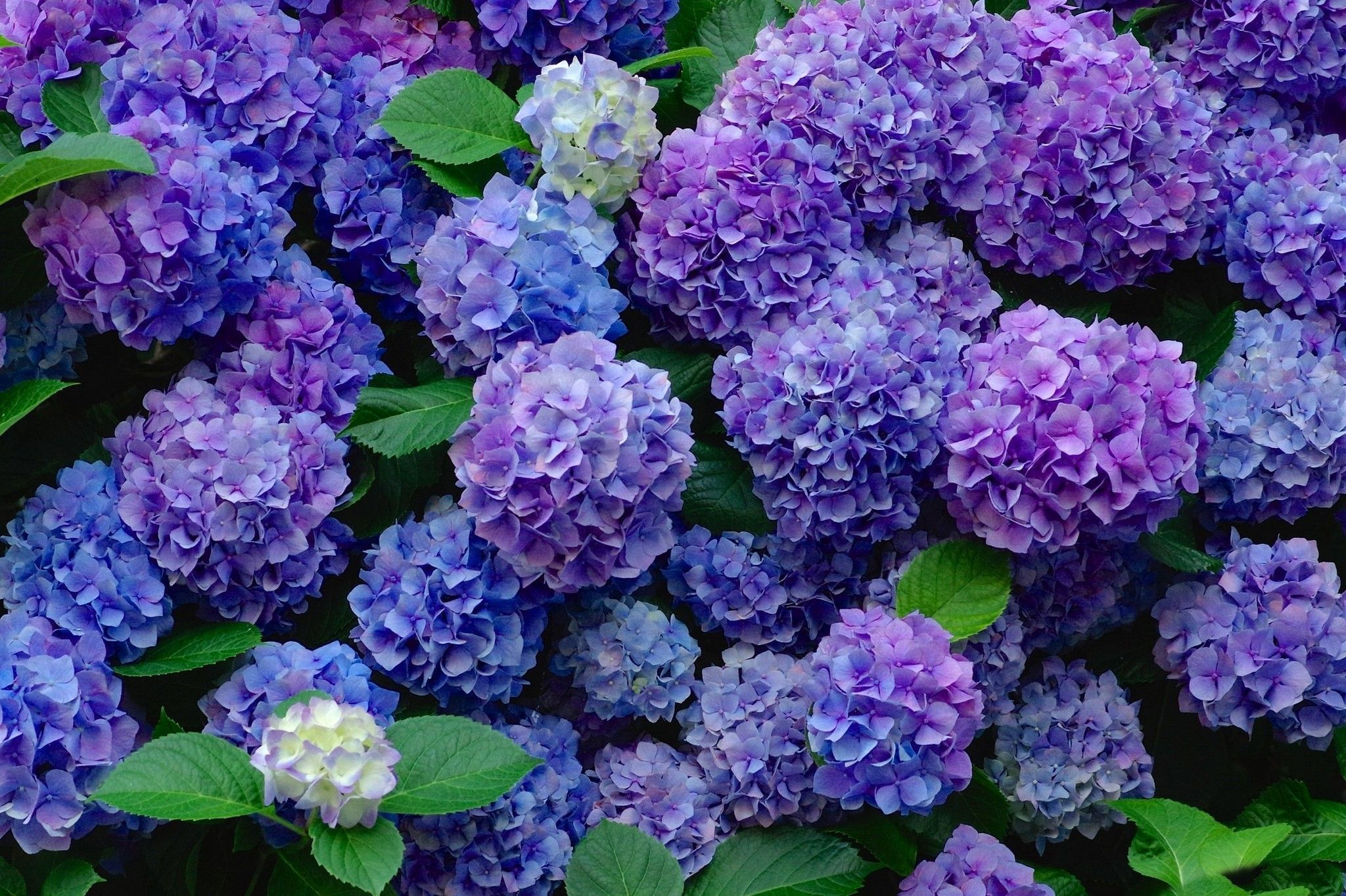 Hydrangea Wallpapers