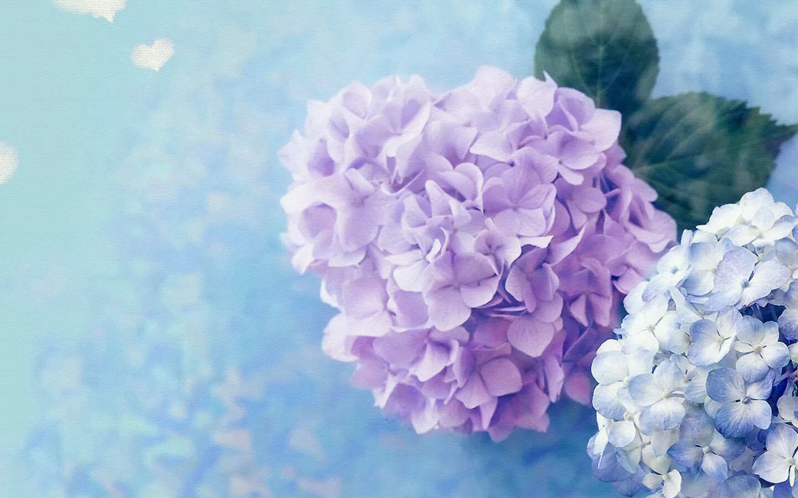 Hydrangea Wallpapers