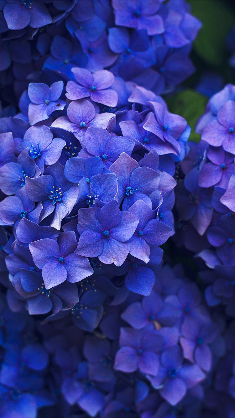 Hydrangea Wallpapers