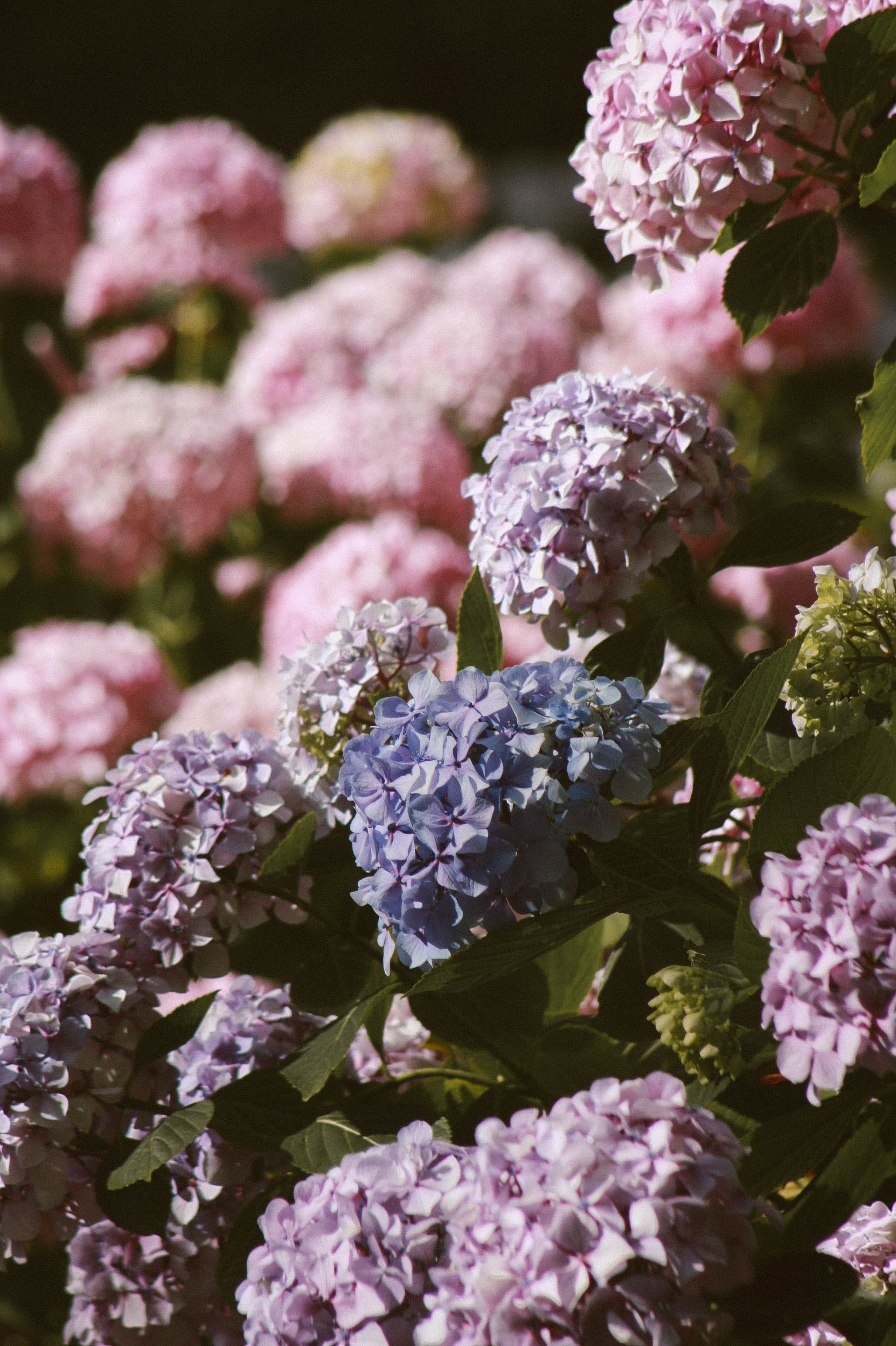 Hydrangea Wallpapers