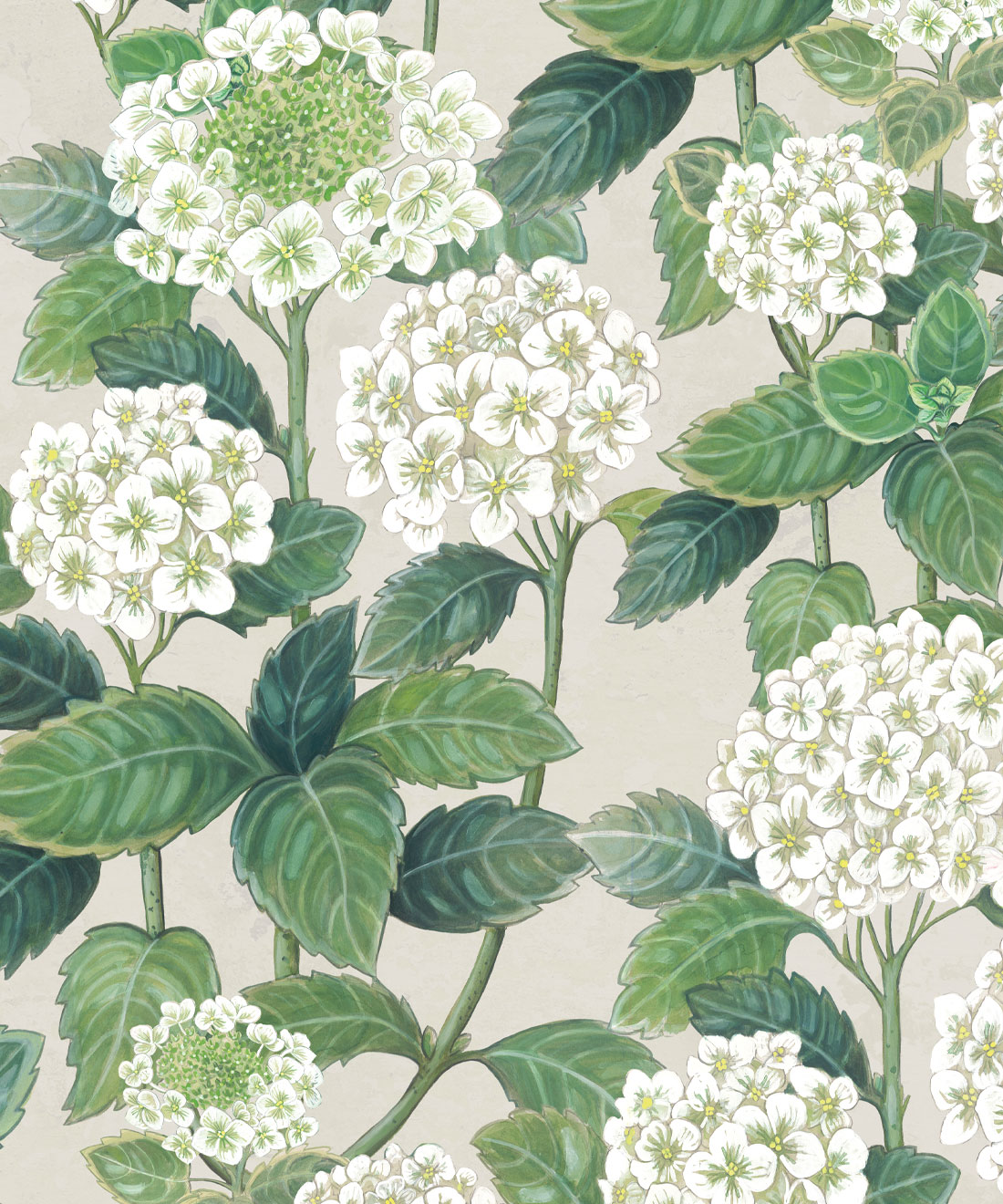 Hydrangea Wallpapers