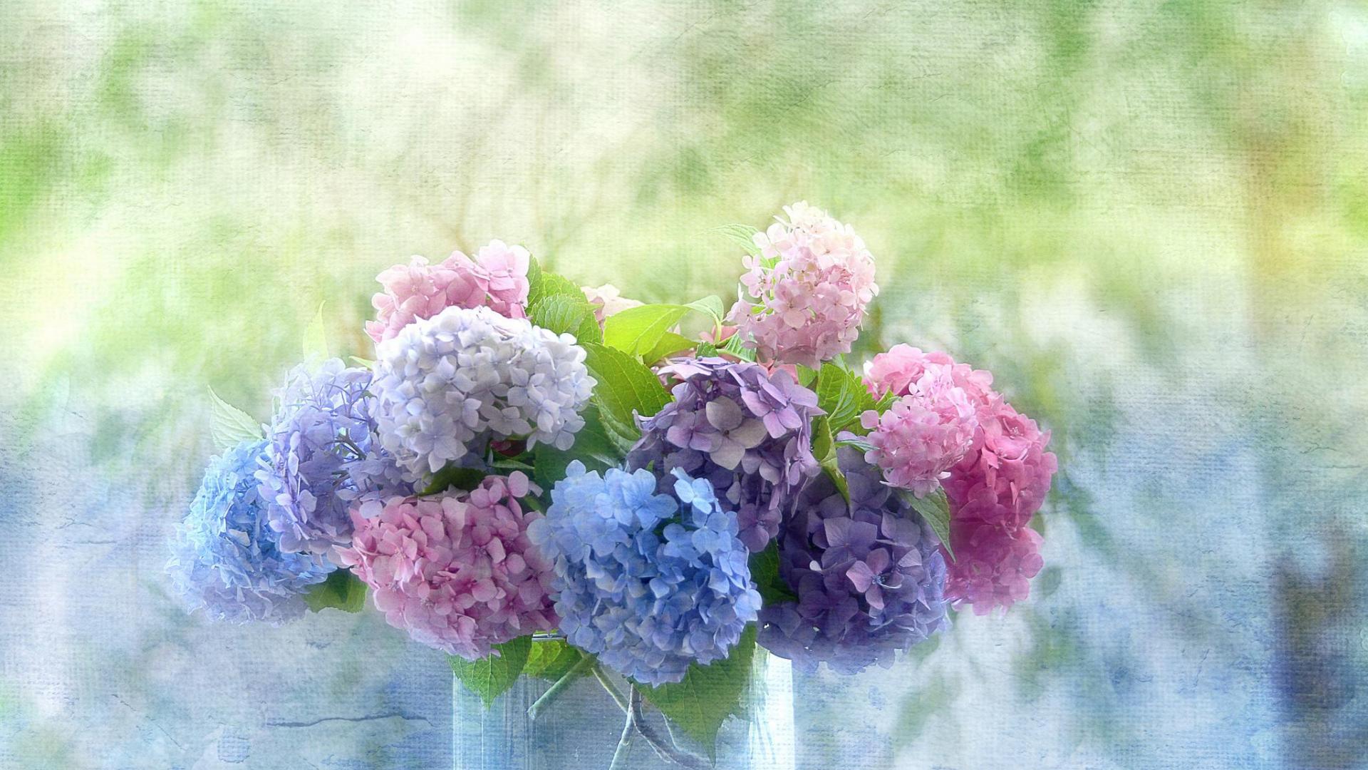 Hydrangea Wallpapers