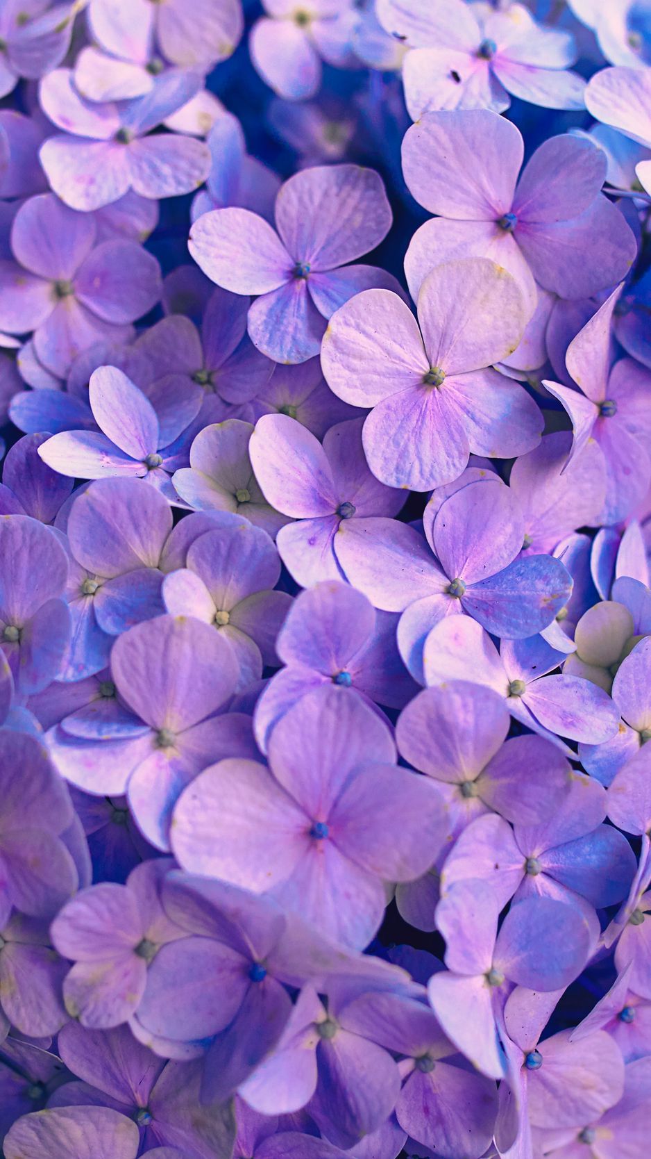 Hydrangea Wallpapers