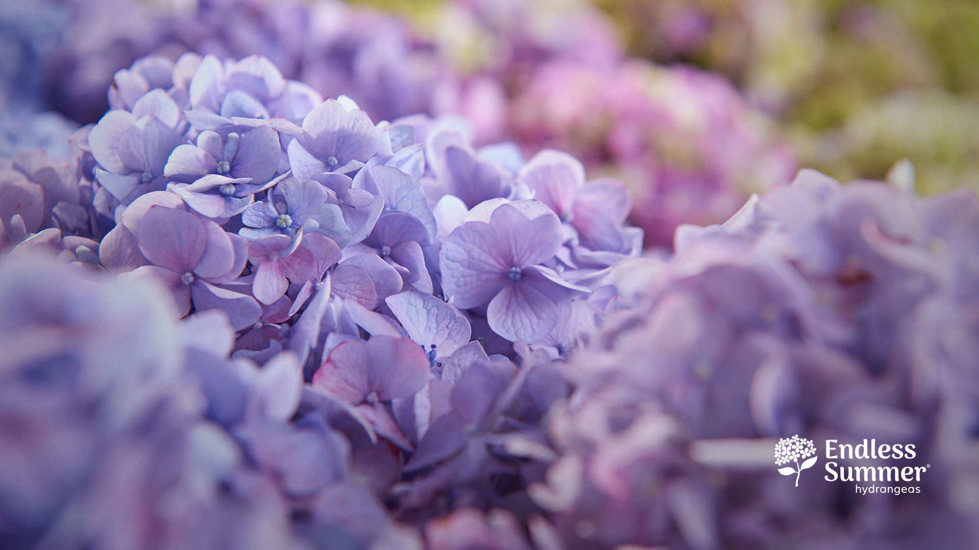 Hydrangea Wallpapers