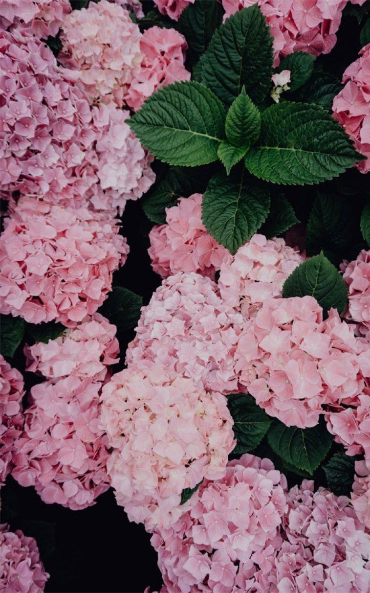 Hydrangea Wallpapers