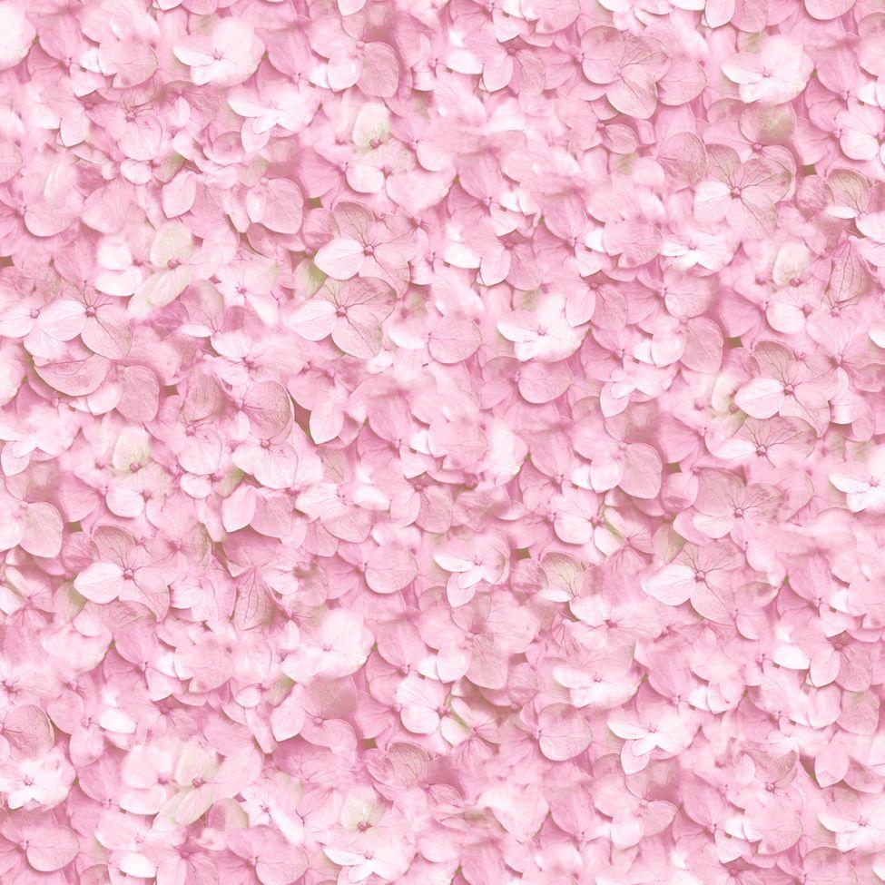 Hydrangea Wallpapers