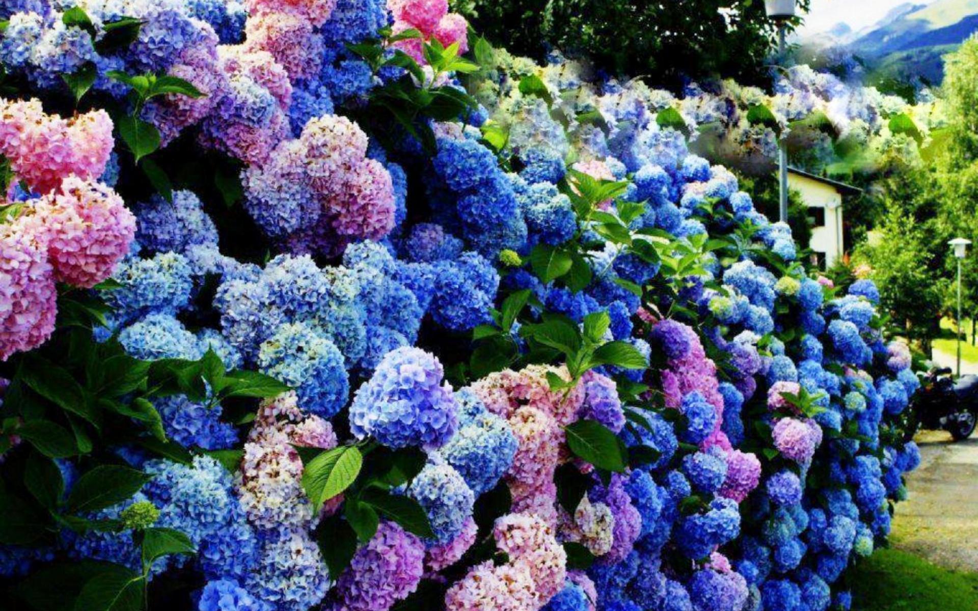 Hydrangea Wallpapers