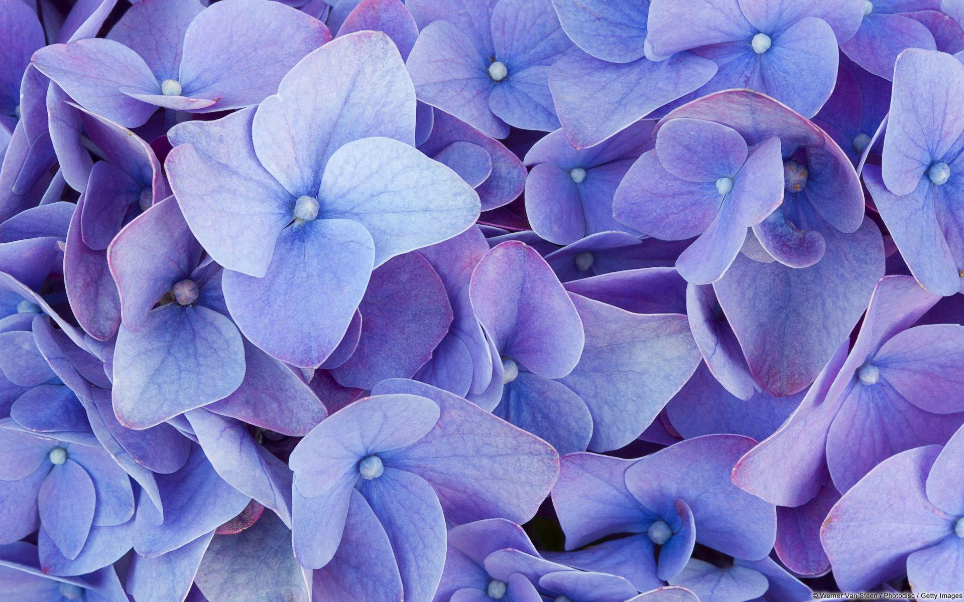 Hydrangea Violet Flowers Wallpapers