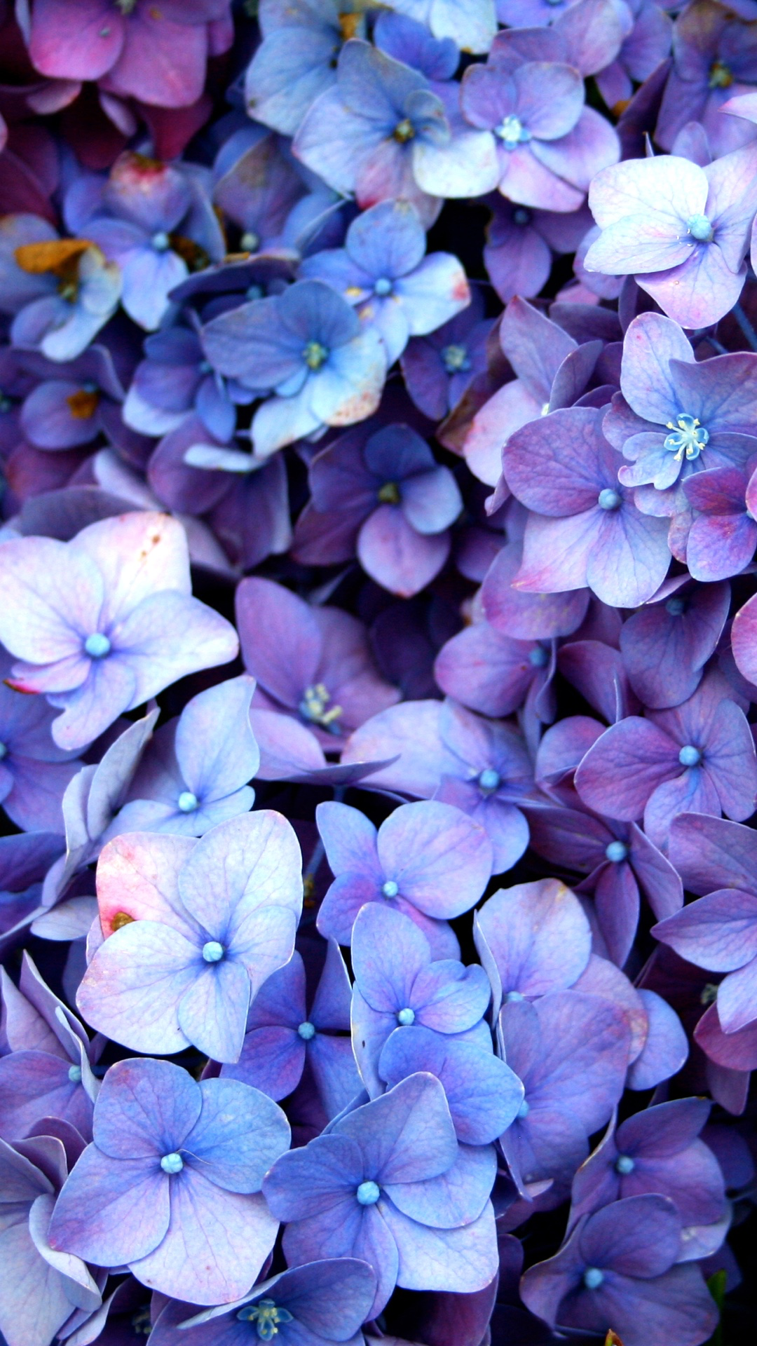 Hydrangea Violet Flowers Wallpapers