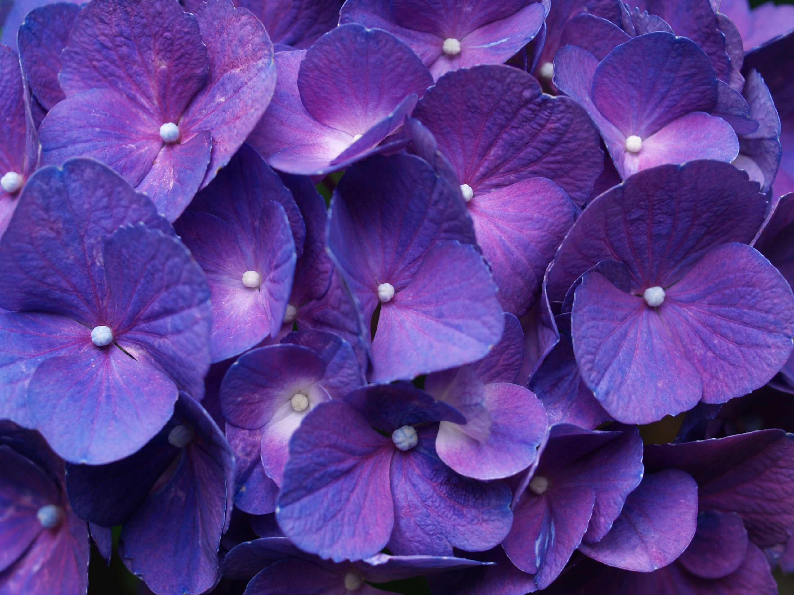 Hydrangea Violet Flowers Wallpapers