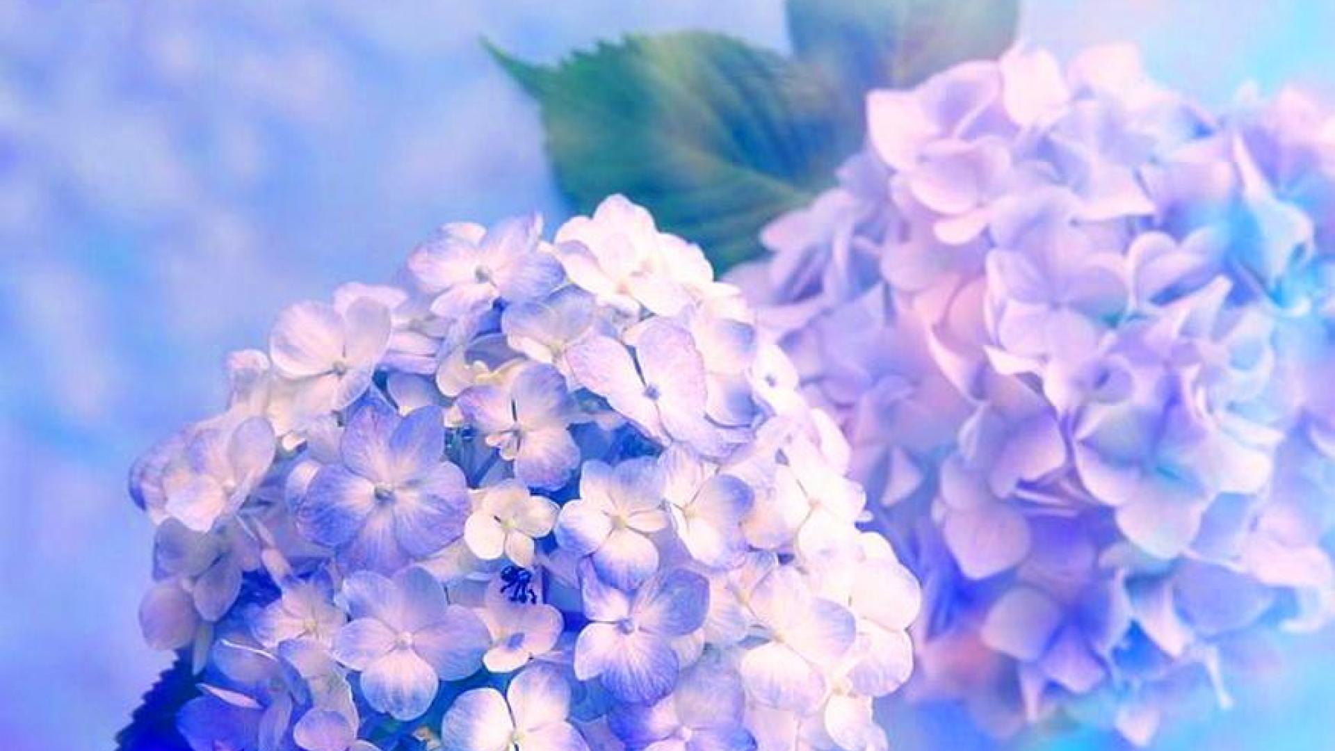 Hydrangea Violet Flowers Wallpapers